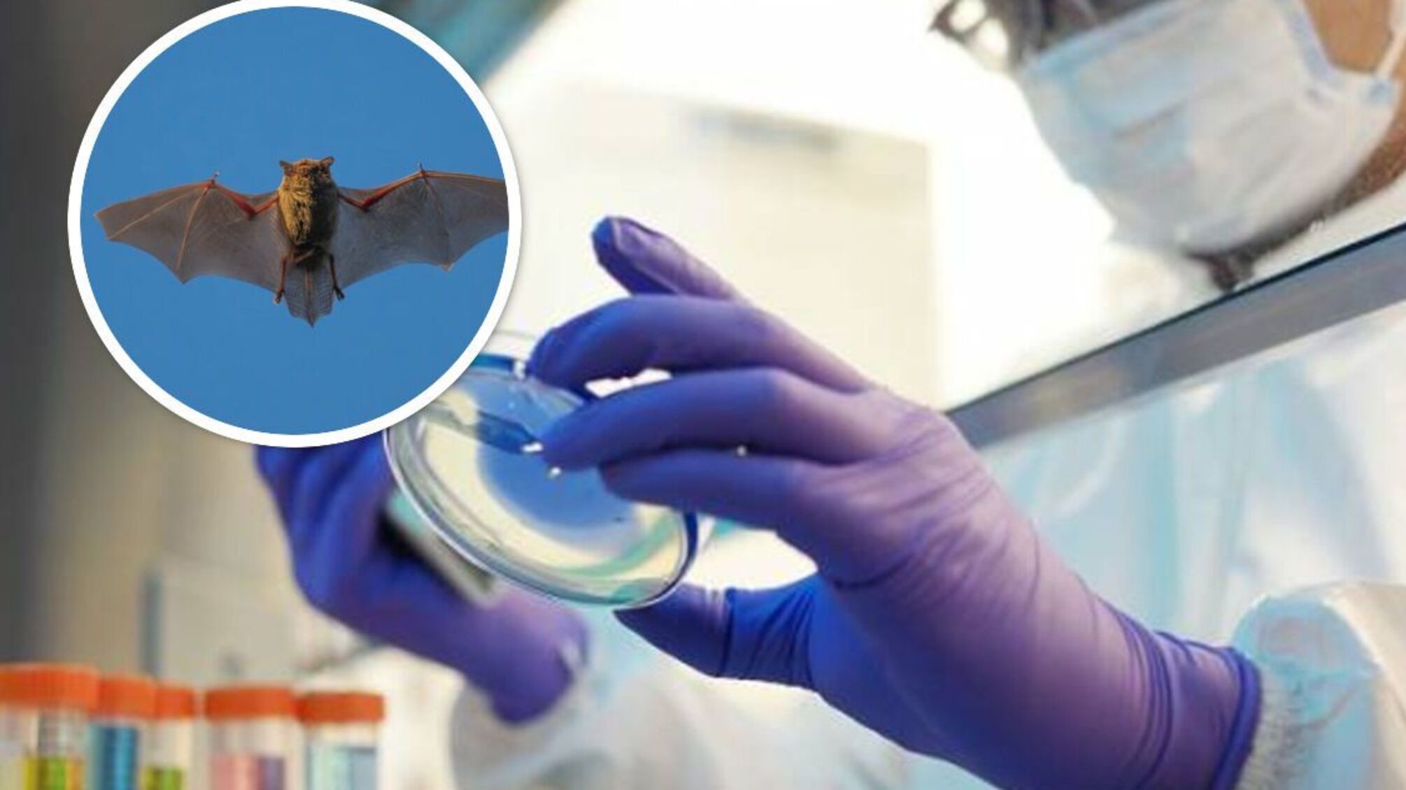 Ученые обнаружили новый коронавирус, вызывающий пневмонию