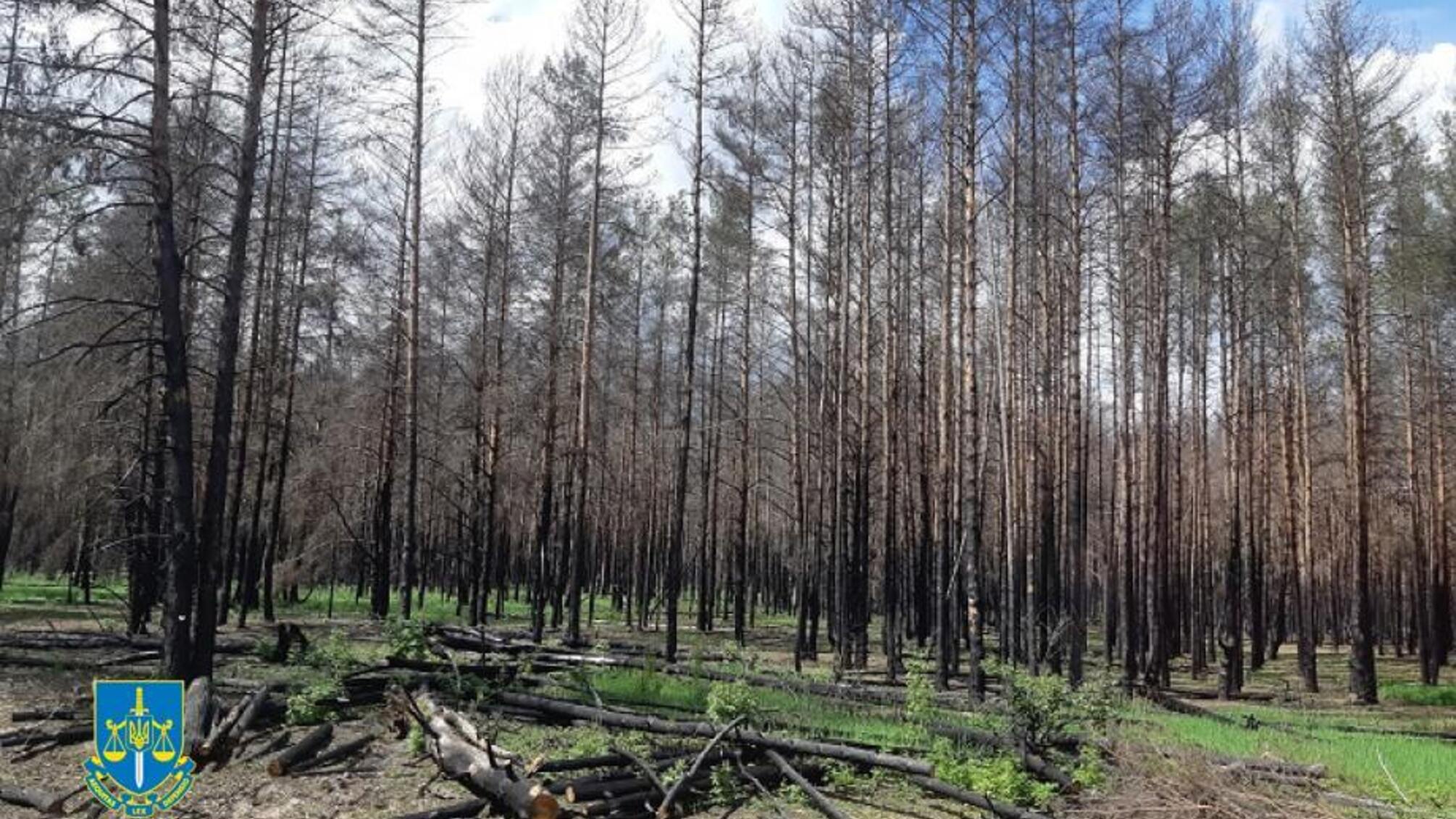 'Пущи Северной'