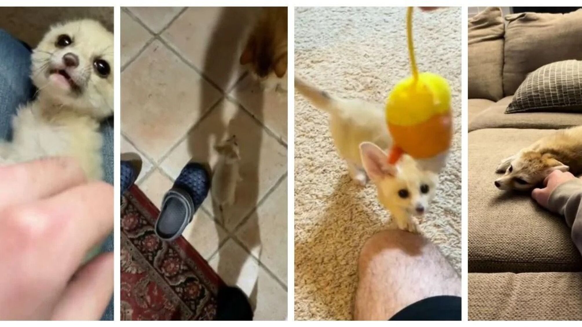 Муж спас на улице 'котенка', который оказался диким зверем