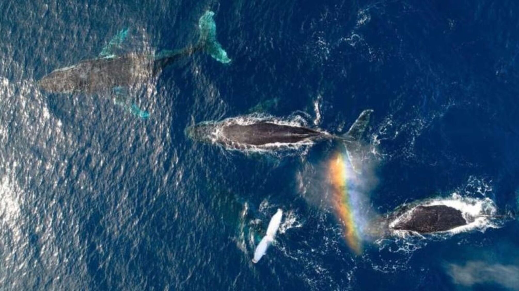 Китовая песня как культурный феномен: новое открытие ученых