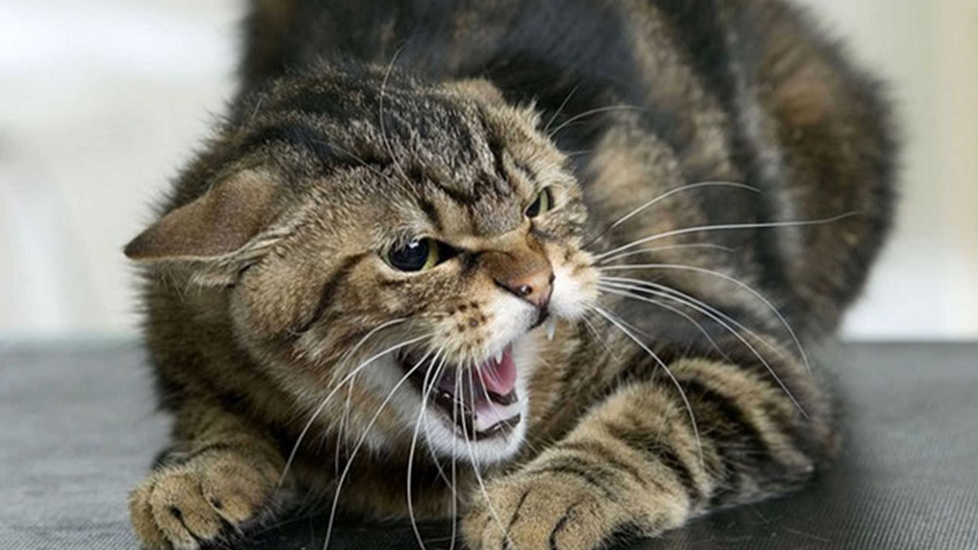 Карантин в Буче из-за бешенства: жителей призывают вакцинировать животных