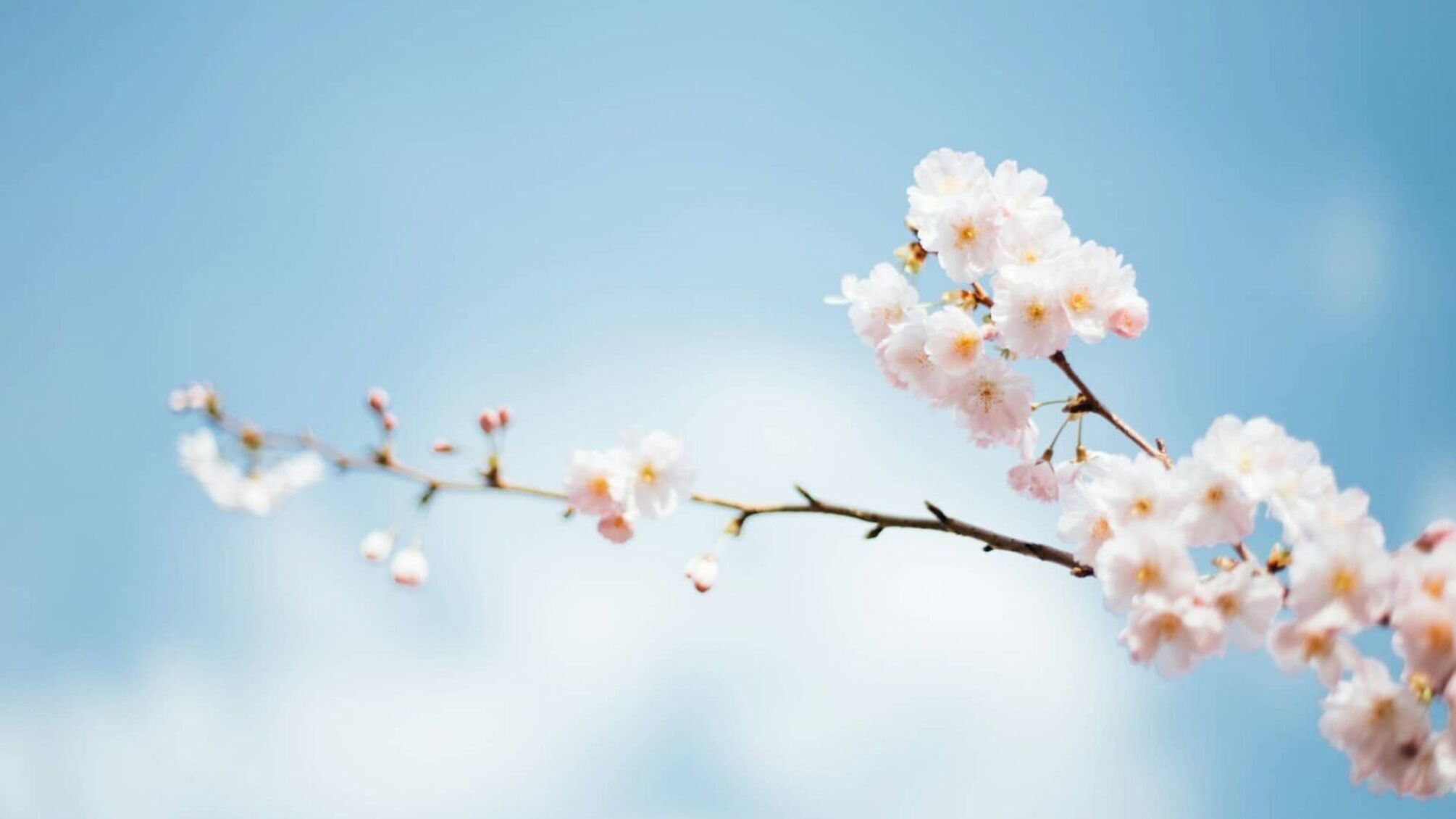 Перша половина квітня: холодні хвилі та мокрий сніг на півночі