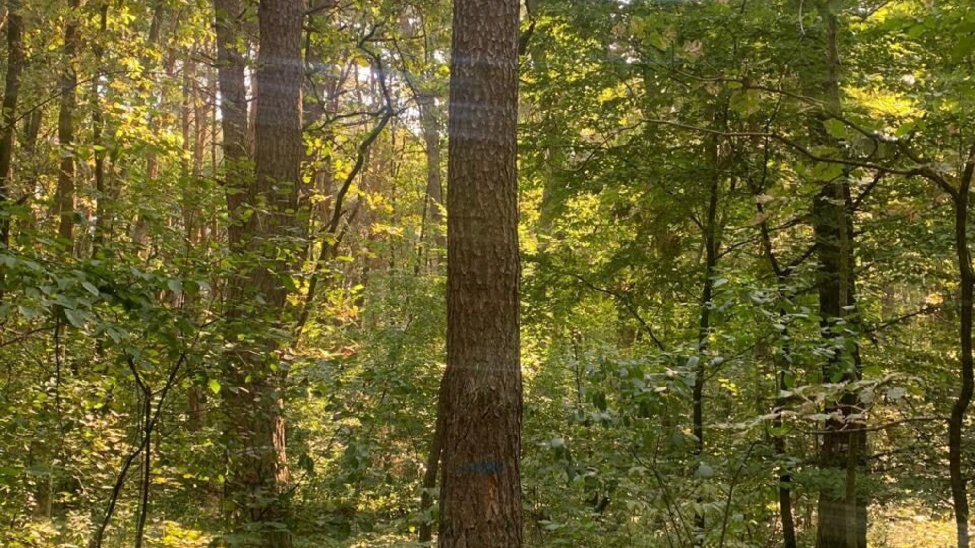 Лес рубят - миллионы летят: в Кировоградской области чиновник закрыл глаза на уничтожение деревьев на 11 миллионов