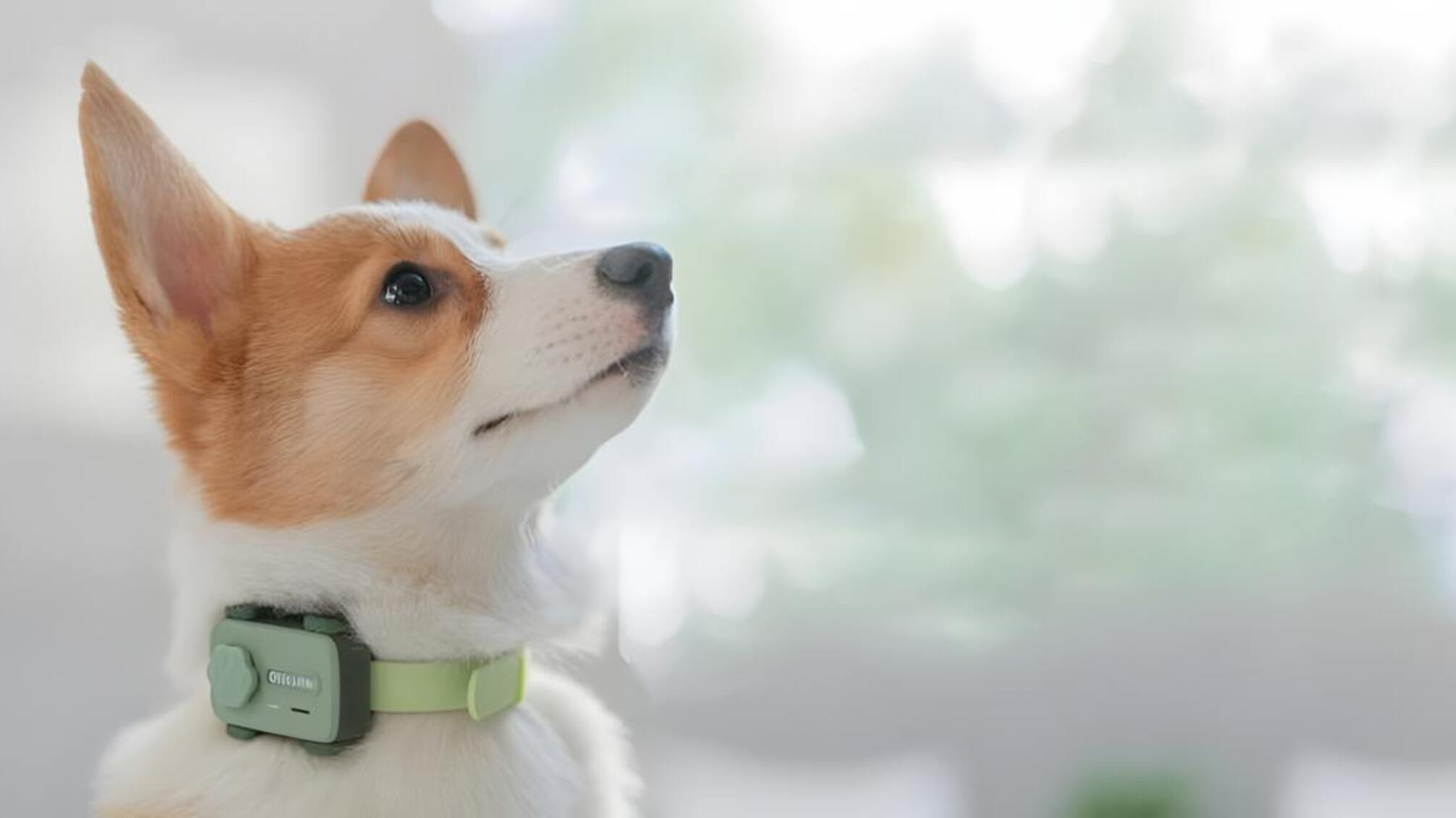 В Барселоне презентовали PetPhone - 'смартфон' для кошек и собак