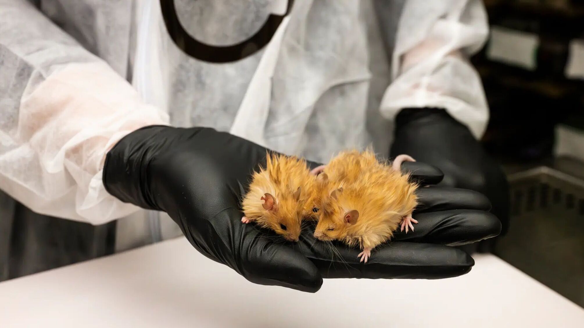 Крок до повернення мамонтів: вчені вивели вовняних мишей