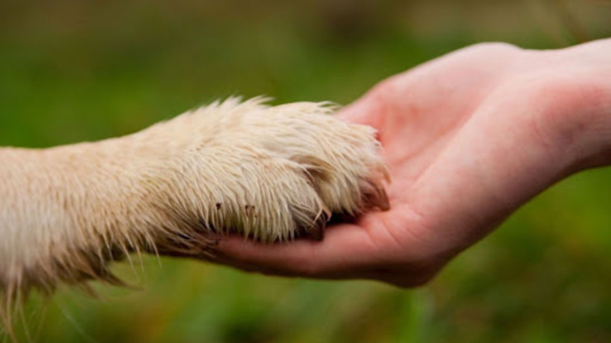 Собака оказалась в смертельной ловушке, но благодаря оперативности полицейских ее удалось спасти