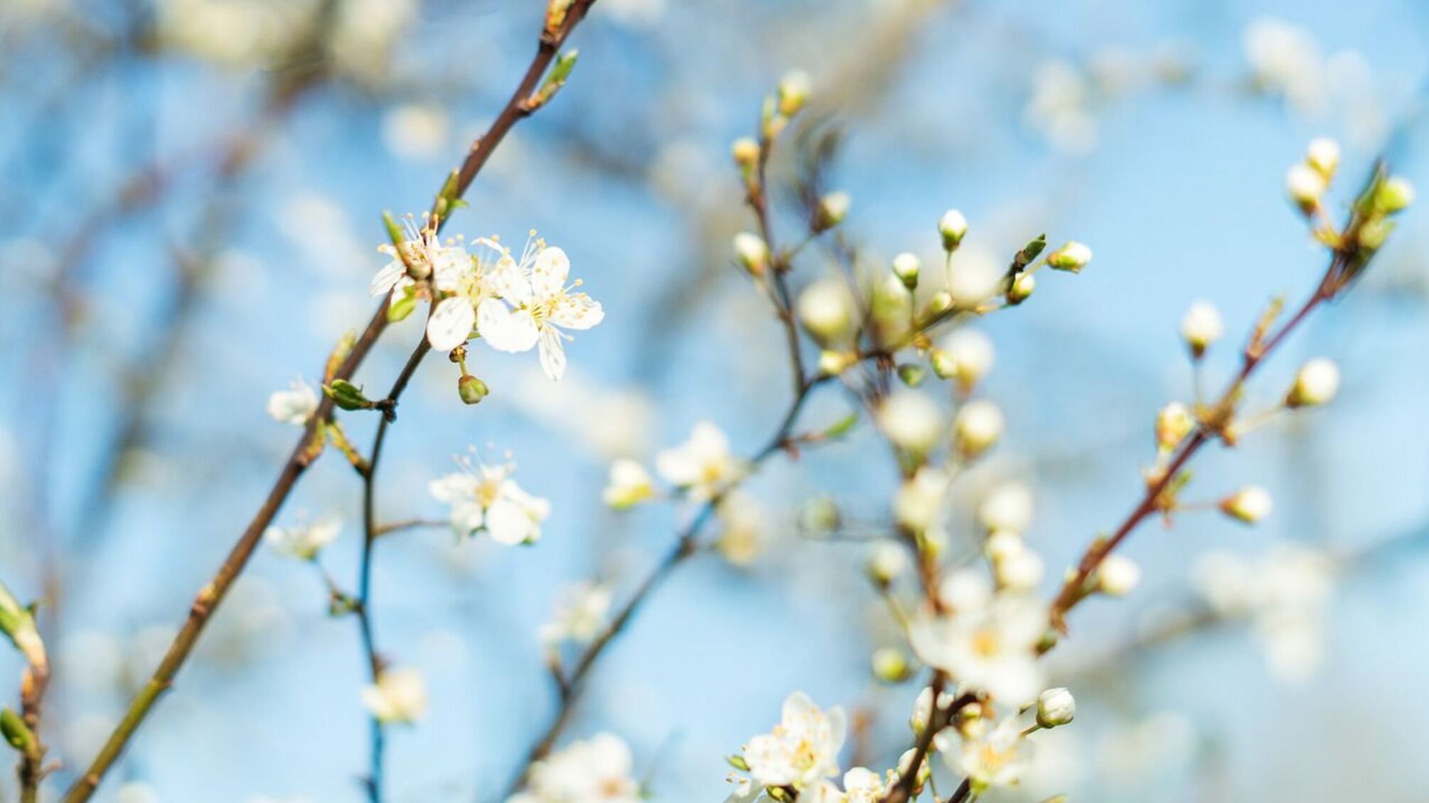 весна, погода