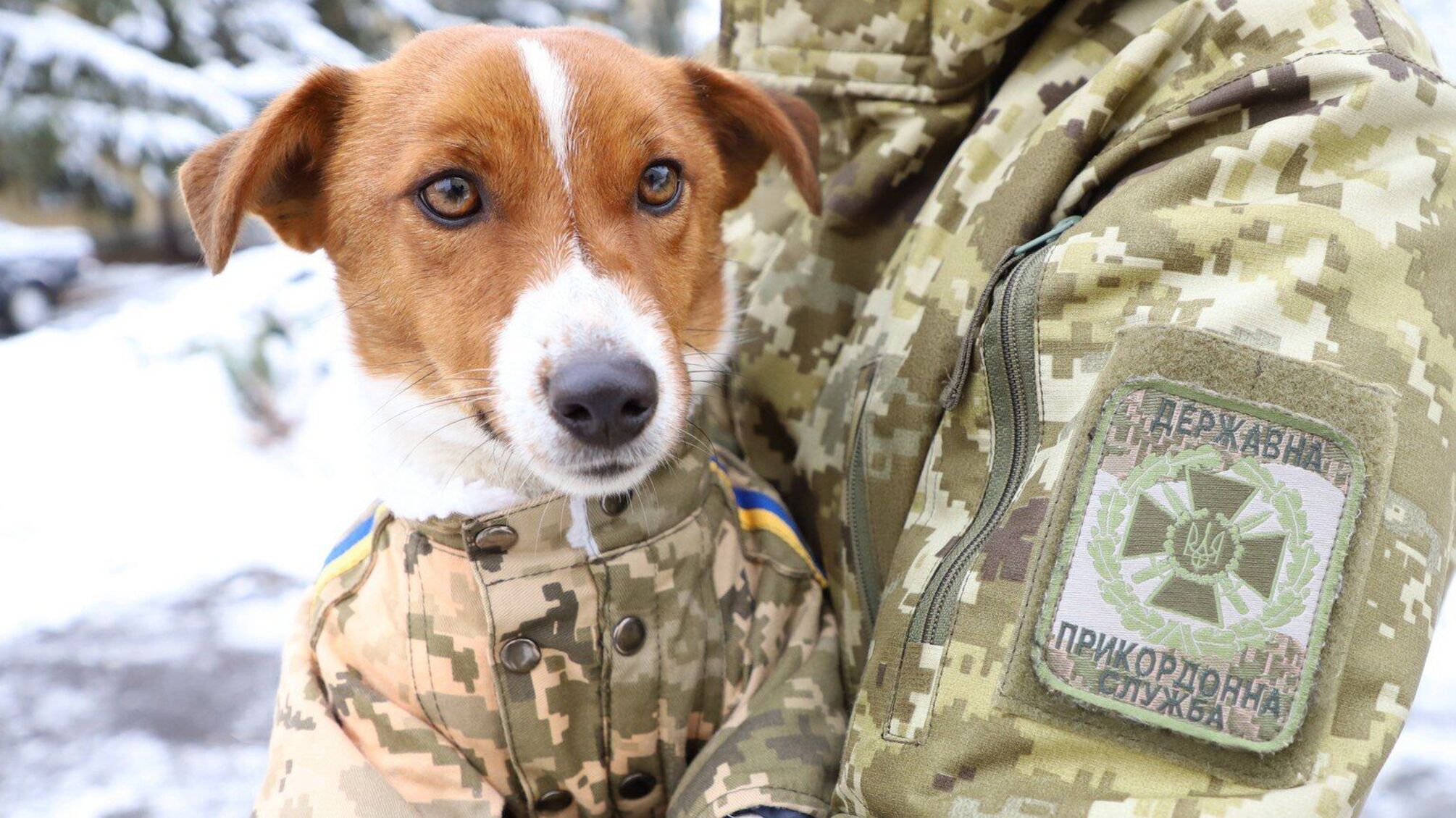 День кинолога Украины 2 апреля 2025 года