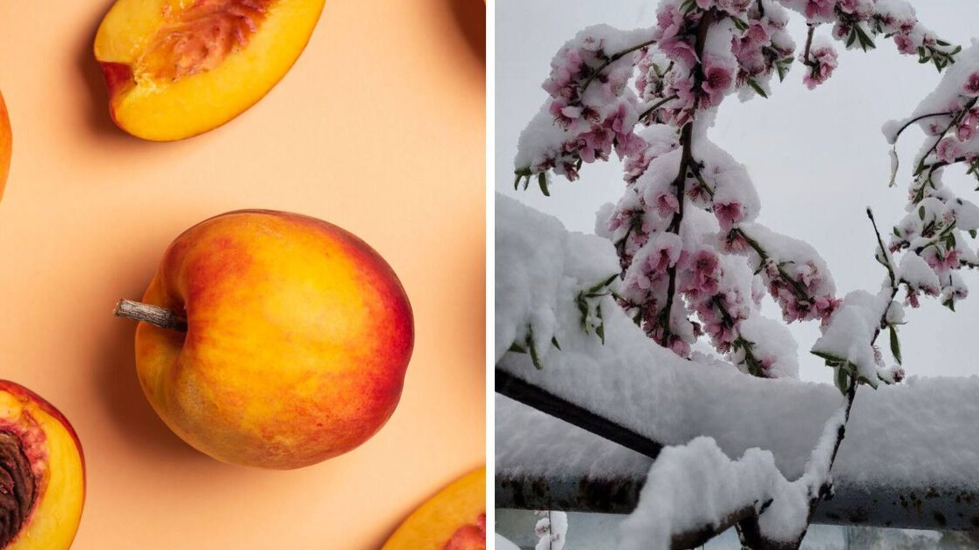 Украинские сады пострадали от заморозков: цены на косточковые резко пойдут вверх