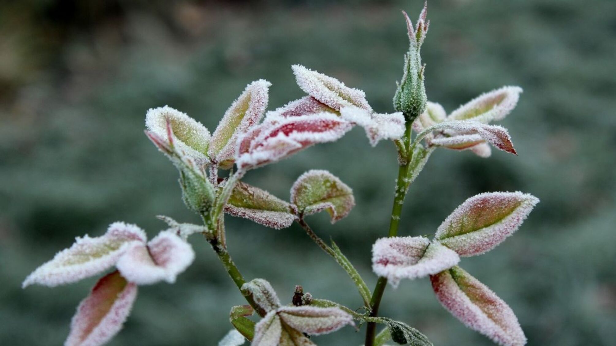 Летняя жара сменится весенней прохладой