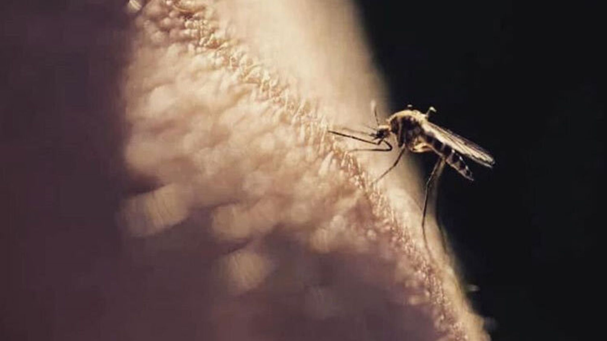 25 квітня: Світ об'єднується в боротьбі з малярією