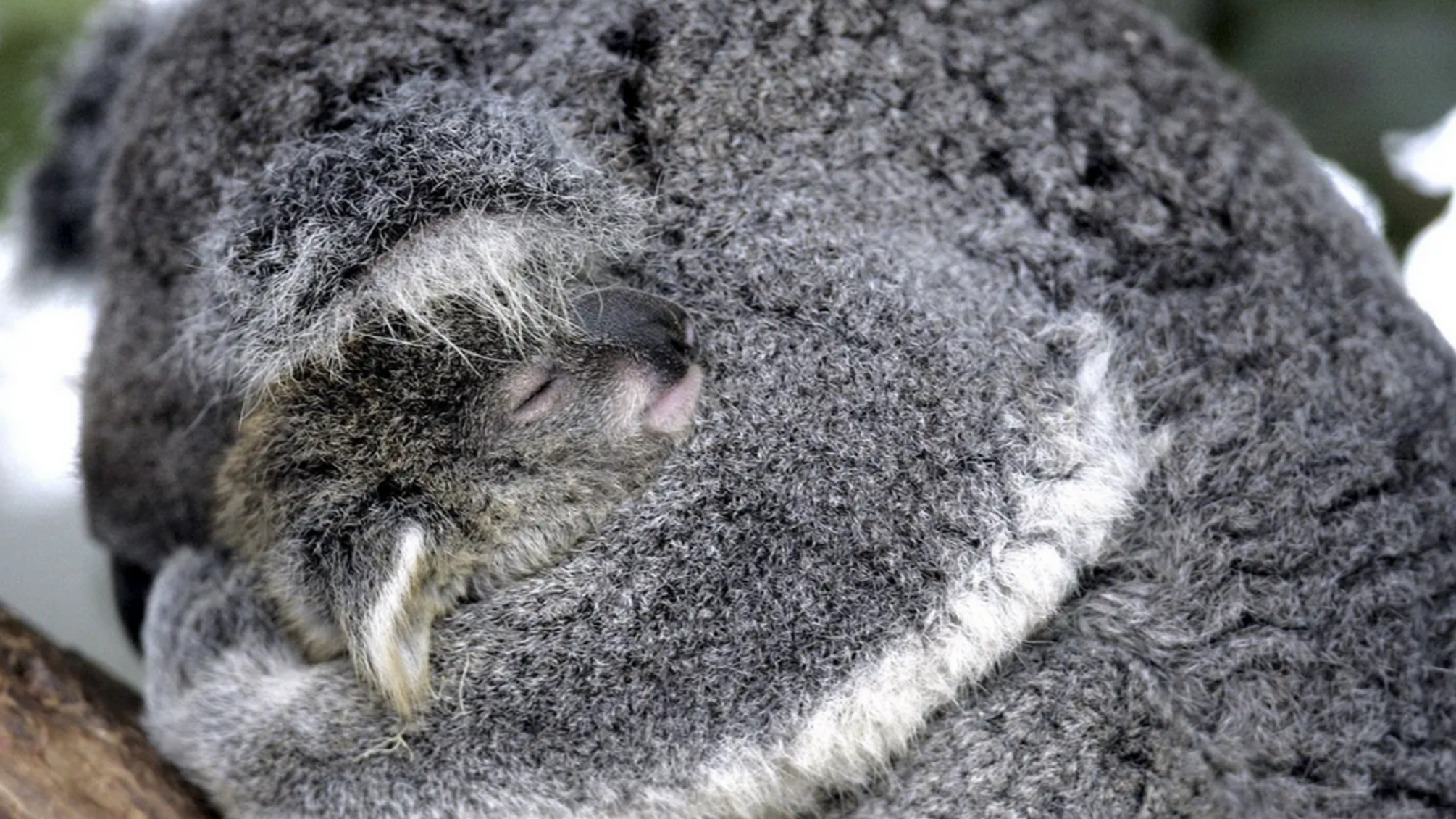 В Австралии из вертолета расстреляли 700 коал