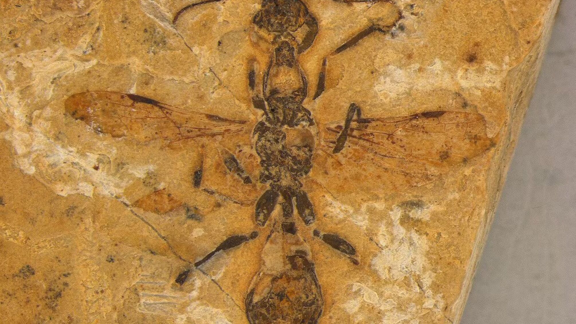 Вчені ідентифікували новий древній вид