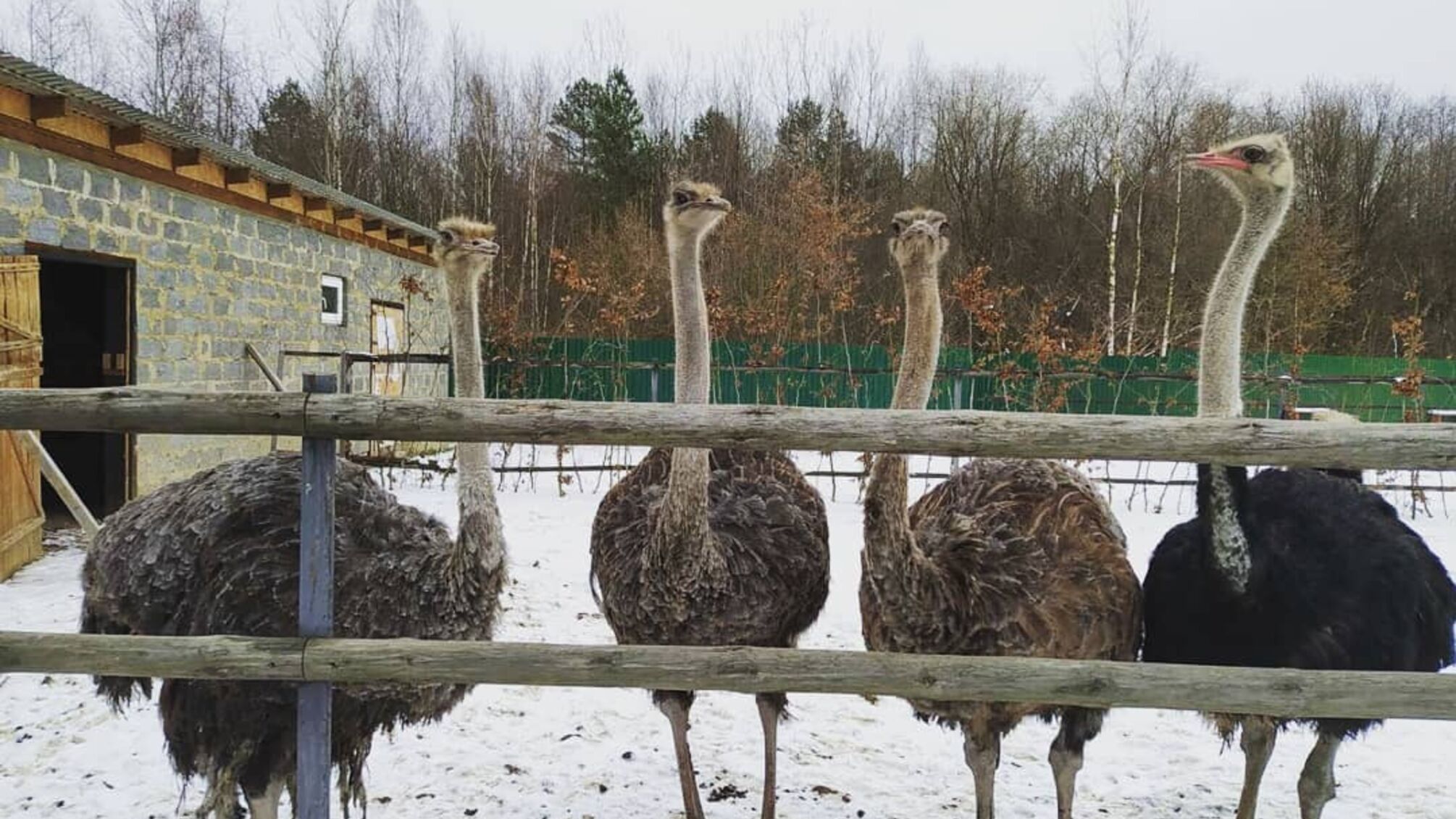 страусы, ферма