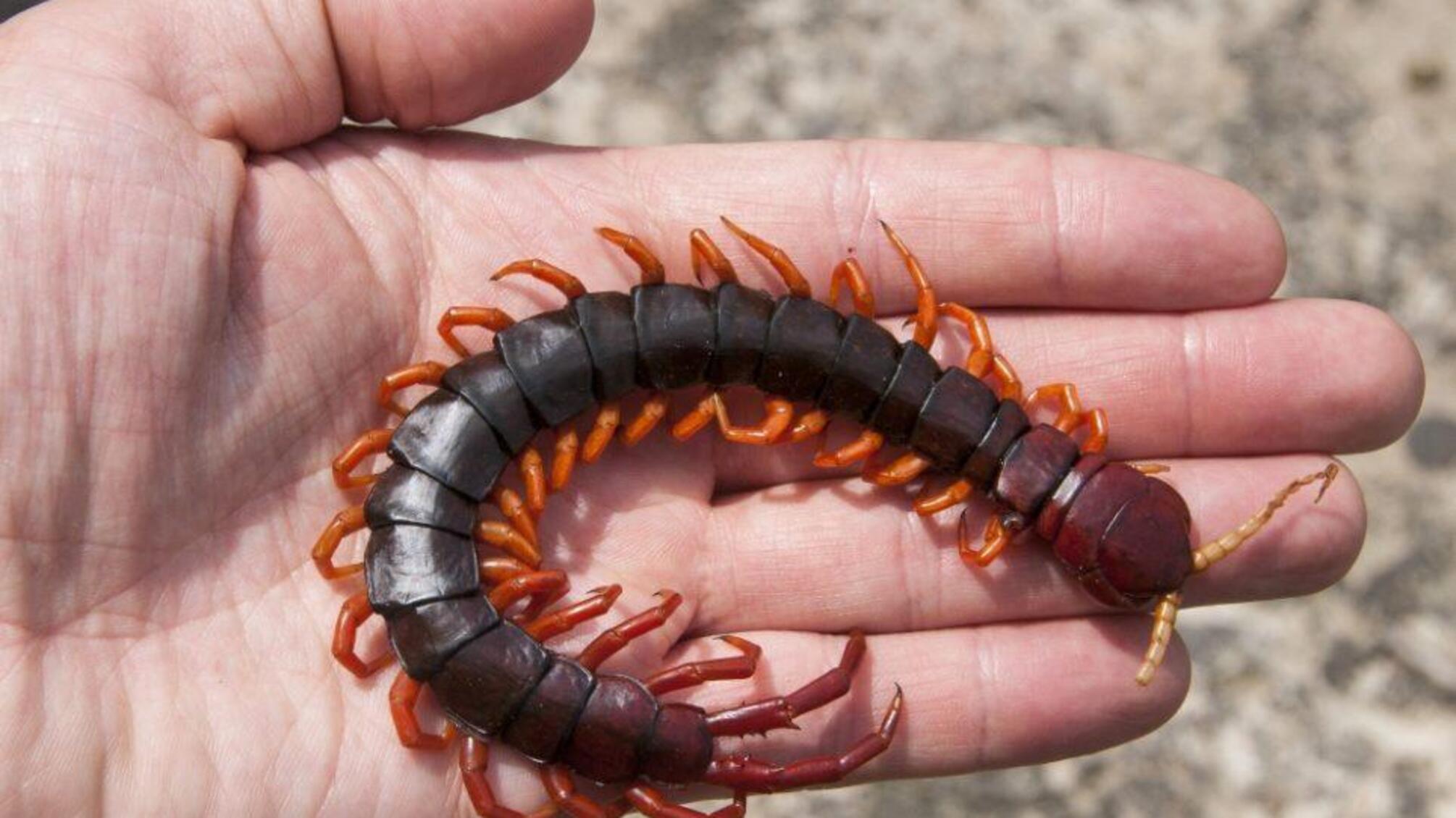 В Україні прокинулися дуже небезпечні сколопендри