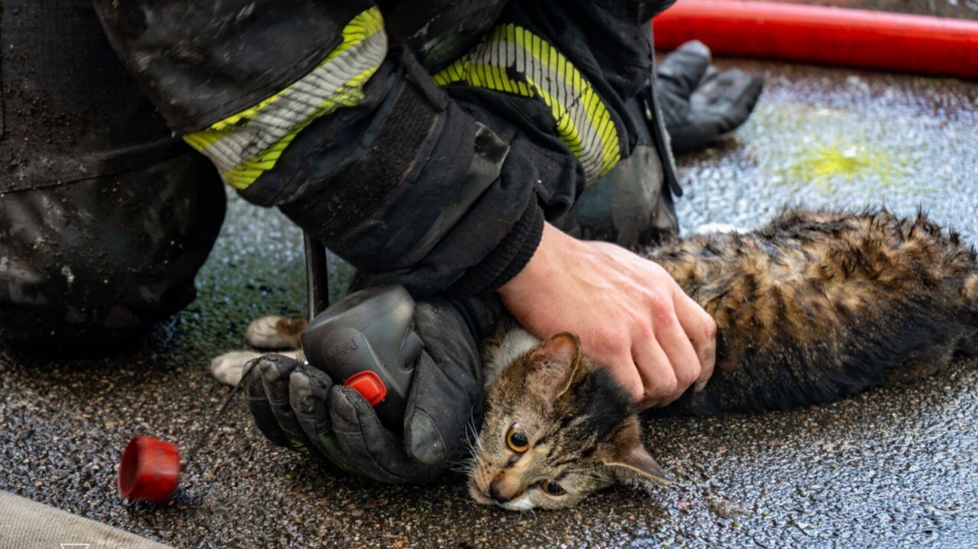 У Києві рятувальники винесли з палаючої квартири кота та собаку