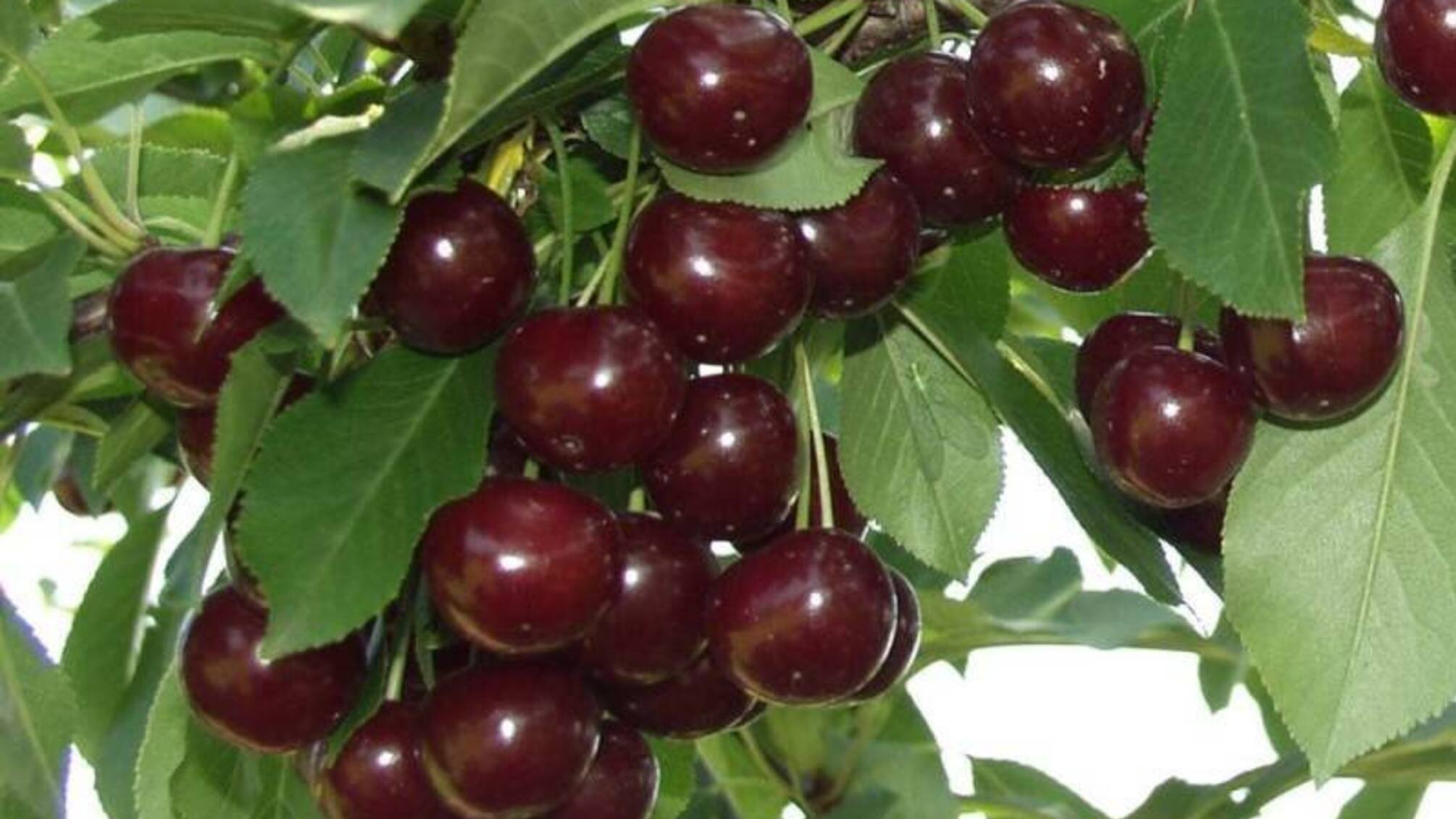 Весняні морози знищили частину врожаю: на українців чекає нестача фруктів та збільшення цін