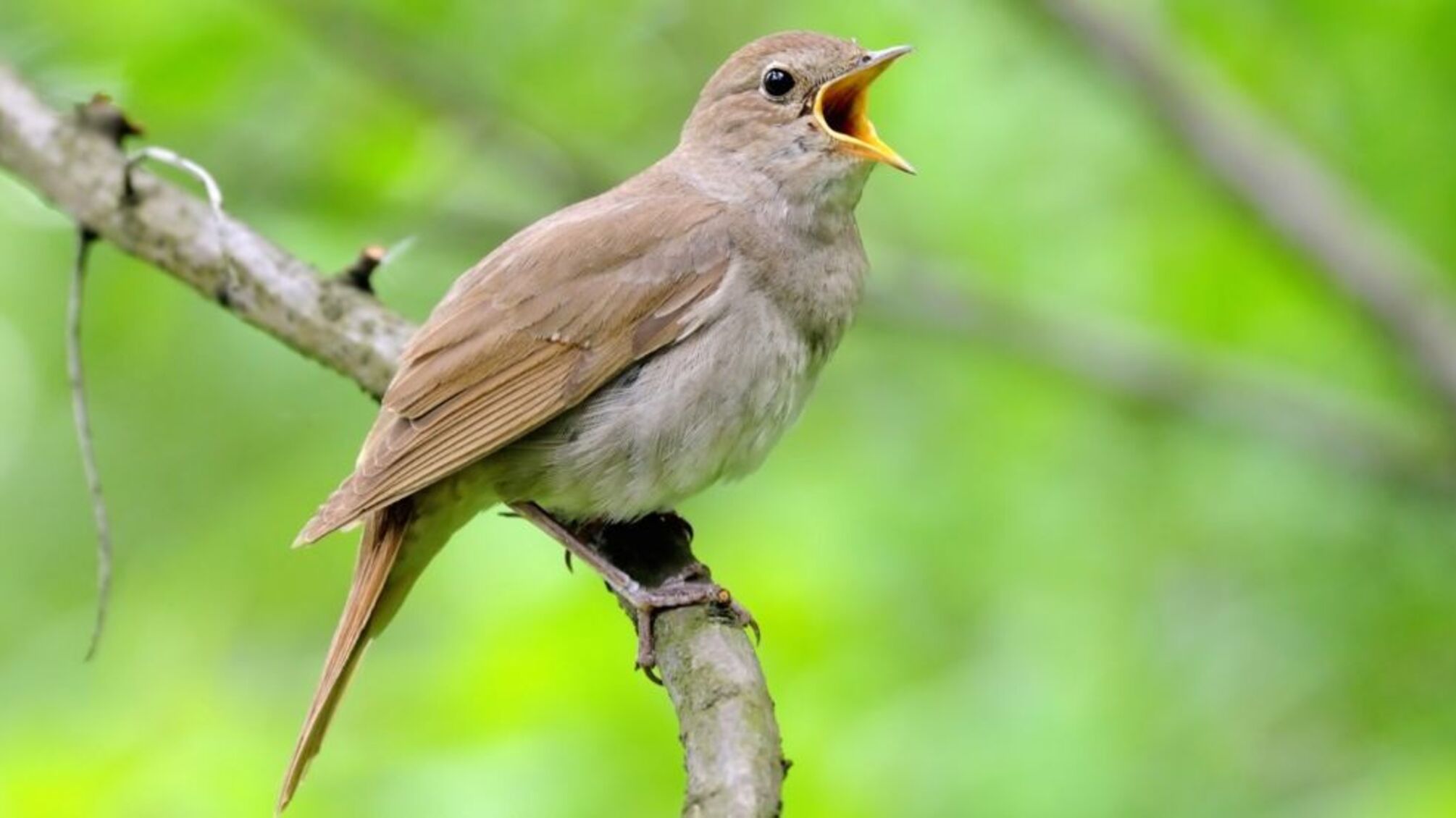 В Киеве исчезают соловьи из-за массового кошения травы и вырубки кустов, — экологи