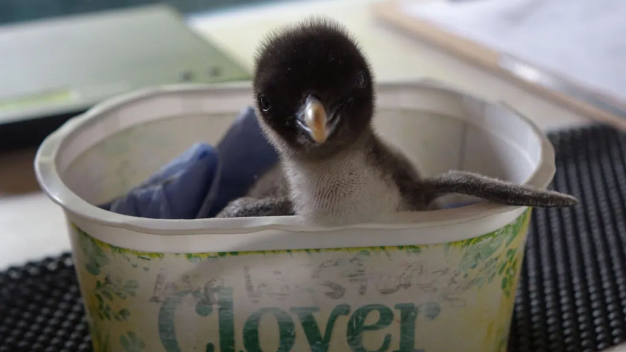 В Великобритании спасли пингвина редкого подвида