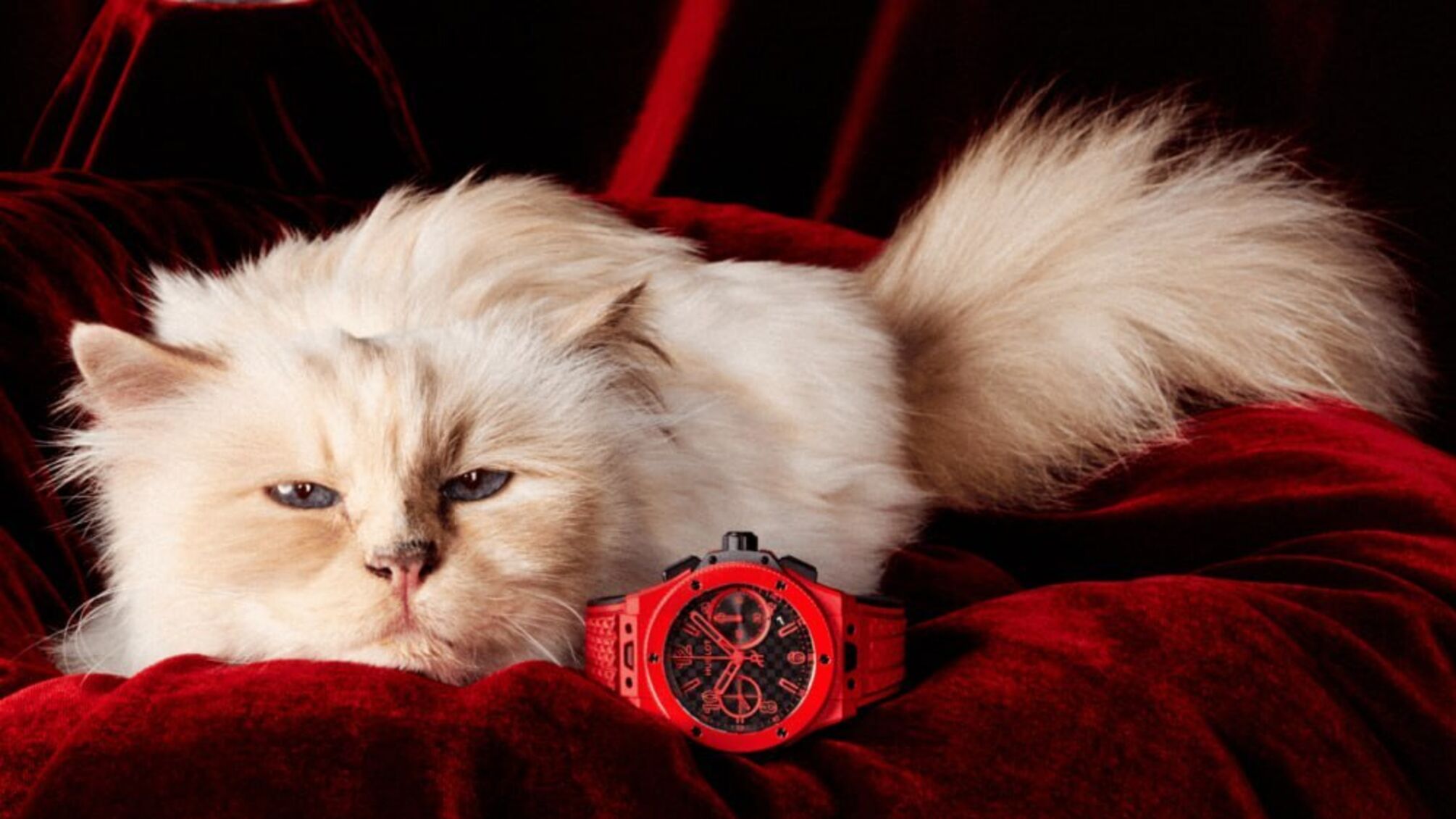 Кошка Карла Лагерфельда стала лицом новой рекламной кампании Hublot к юбилею часов Big Bang