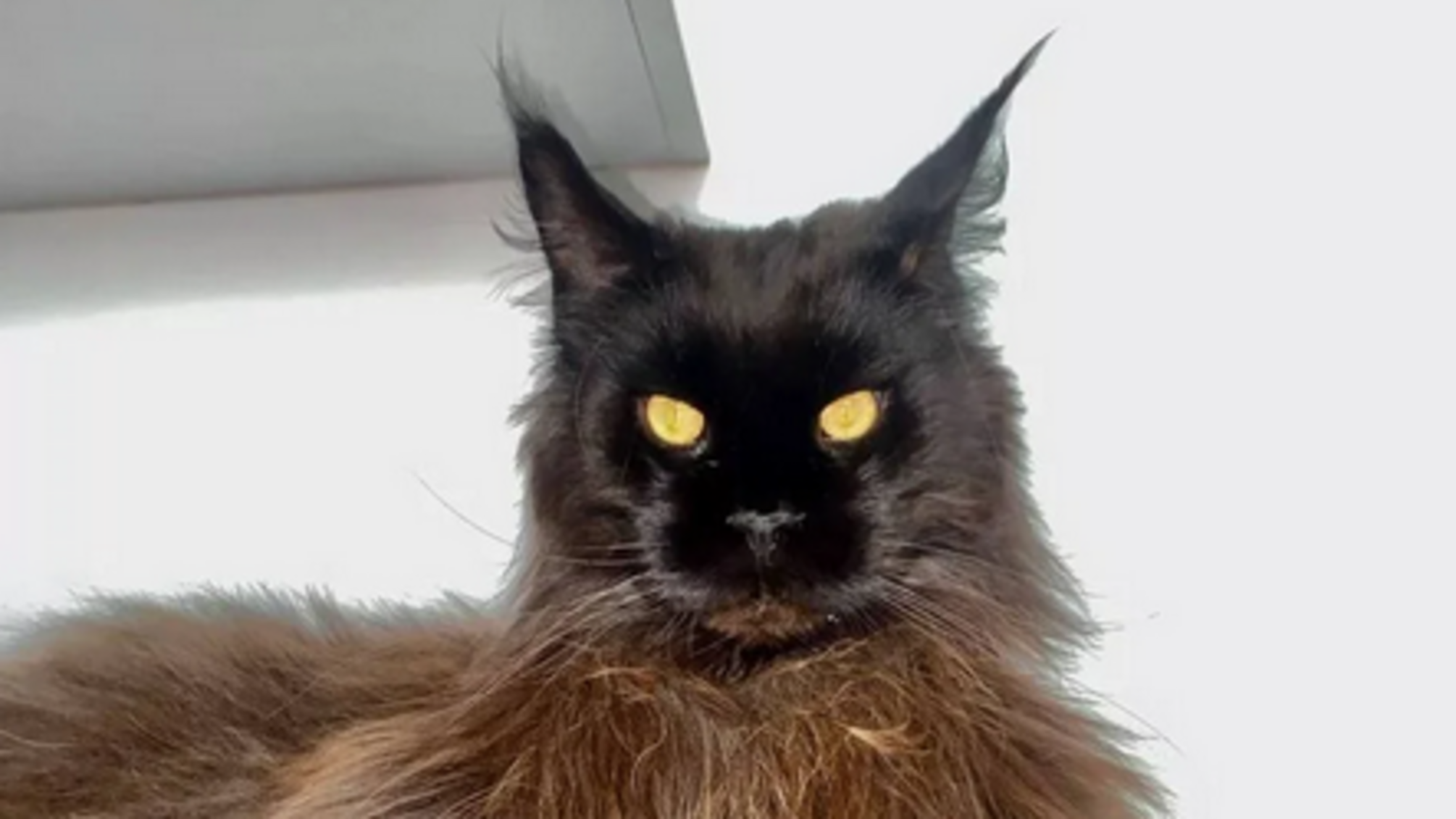 Розміром майже як людина: у Молдові жінка завела та виростила величезного кота.