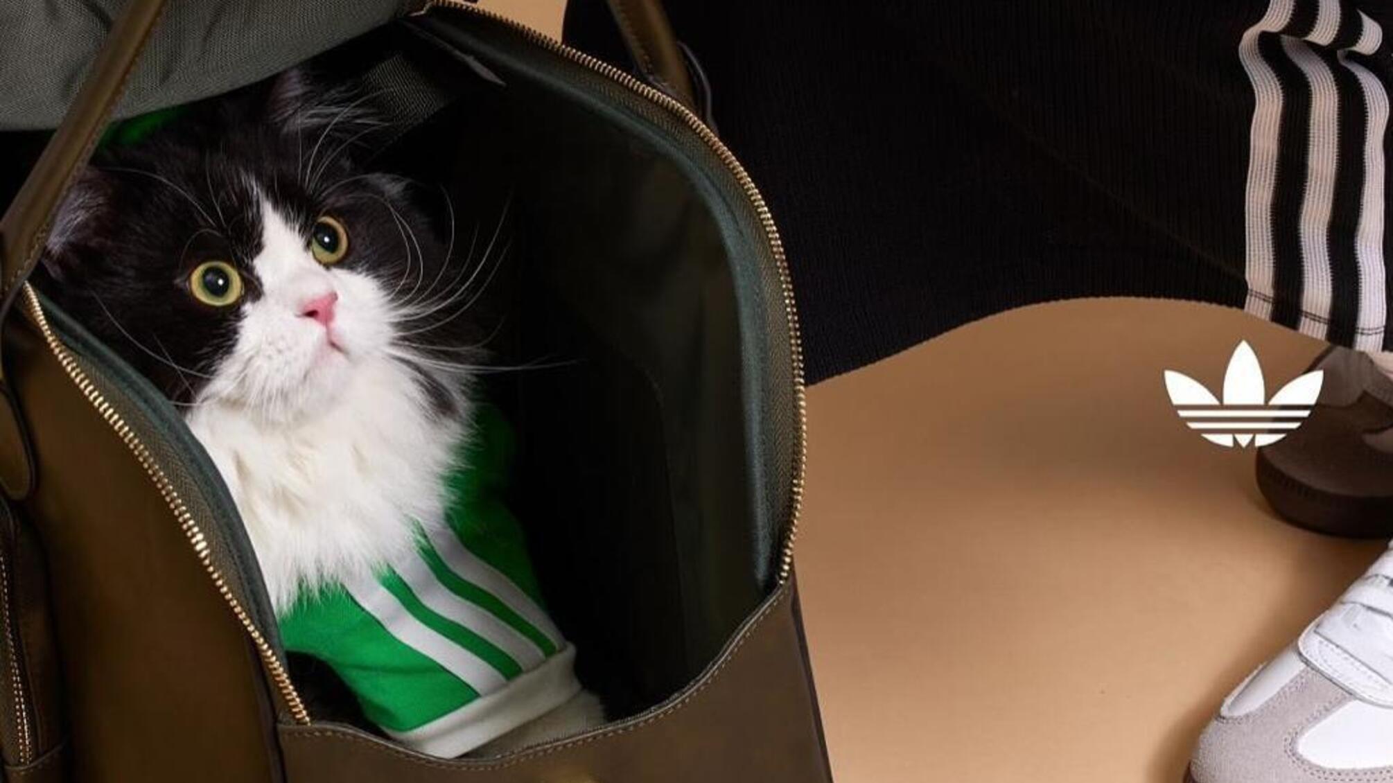 Adidas создал первую спортивную коллекцию для домашних питомцев