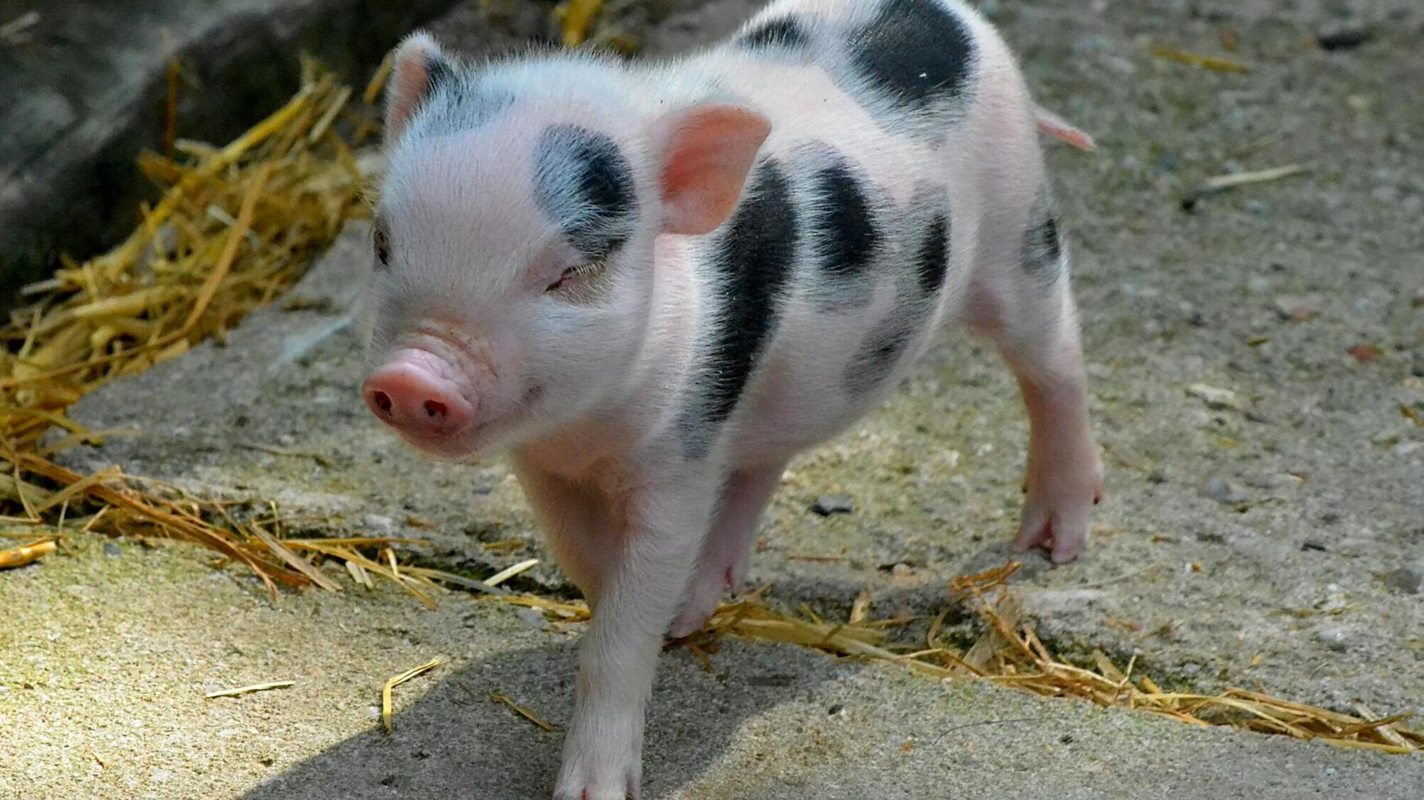 Крадіжка свиней на Рівненщині