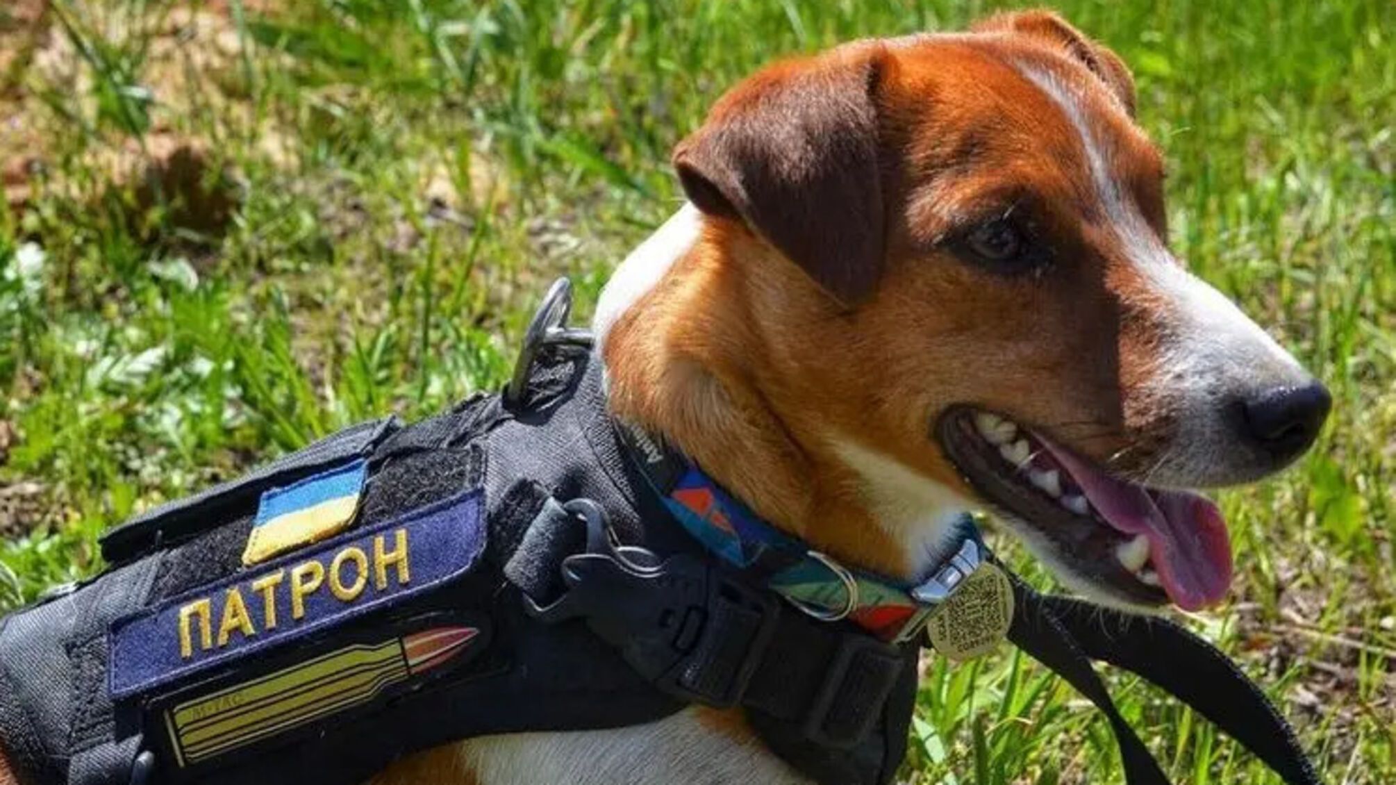 Пес Патрон і нове поповнення в родині