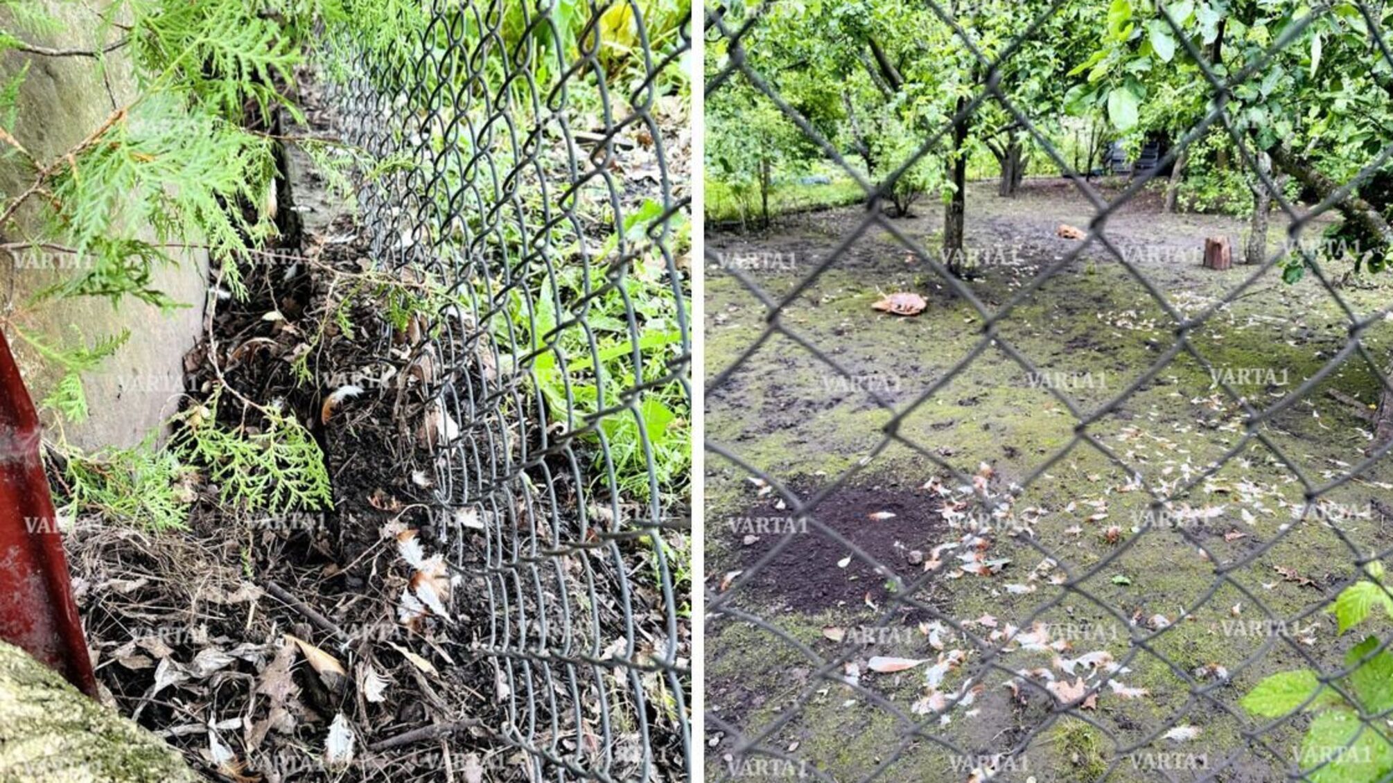 Таємничі напади на птицю