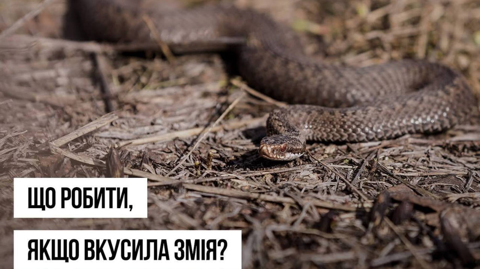 Гадюки в Украине: Минздрав рассказал, как уберечься от укуса
