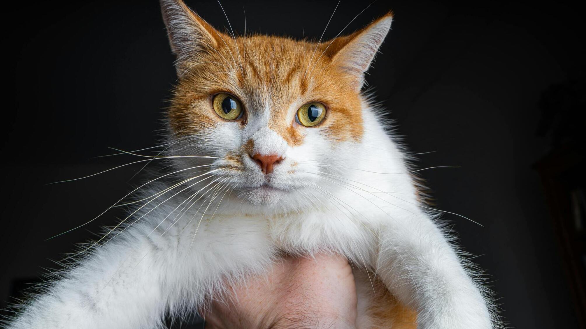 Кіт розбудив господарів під час пожежі на Львівщині