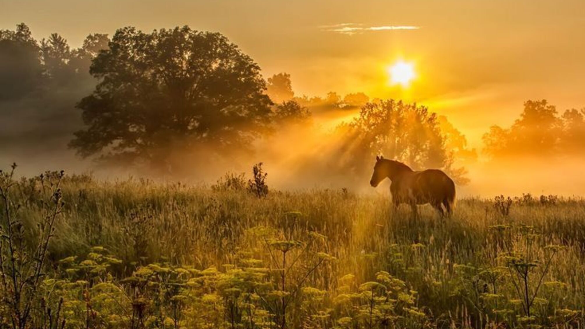 День святого янгола Варфоломія 11 червня 2025 року