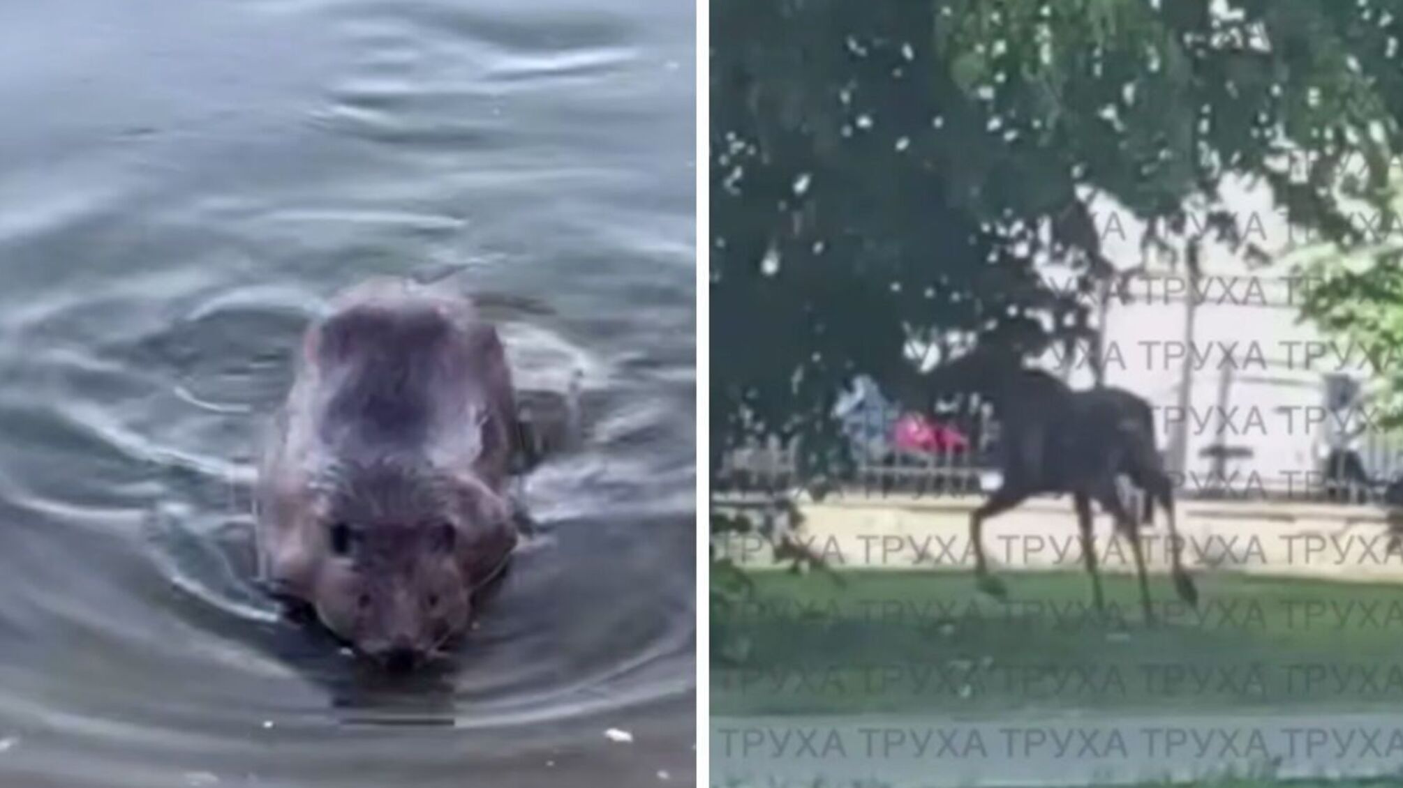 У Києві активізувалися дикі тварини