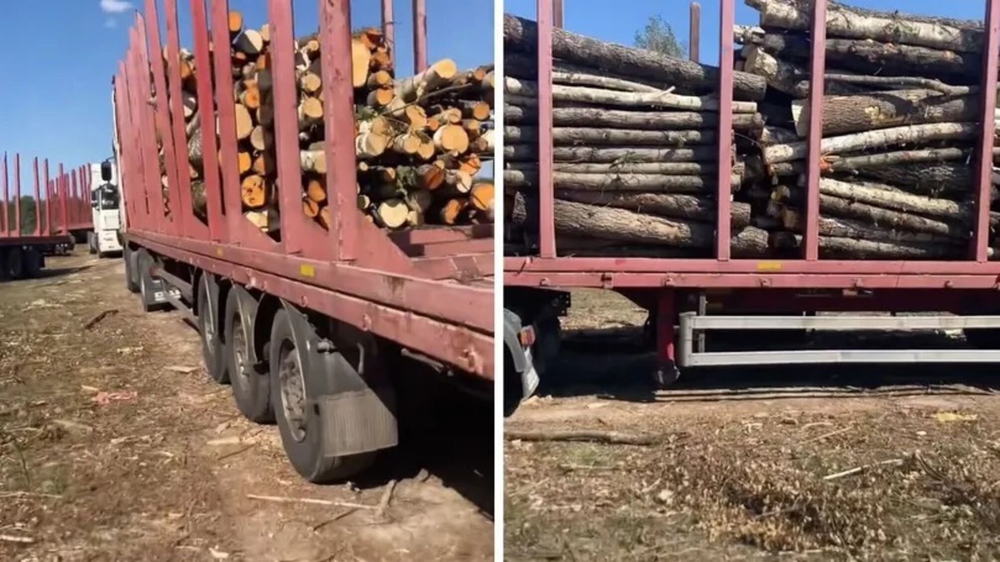 В лесах Житомирщины массово вырубают деревья без разрешений