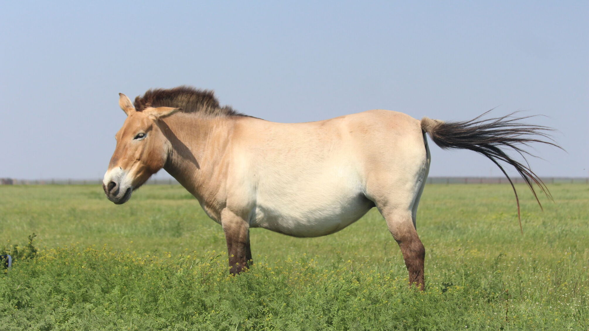 150 особин на всю зону: Чорнобиль втратив ще одного коня Пржевальського через міну