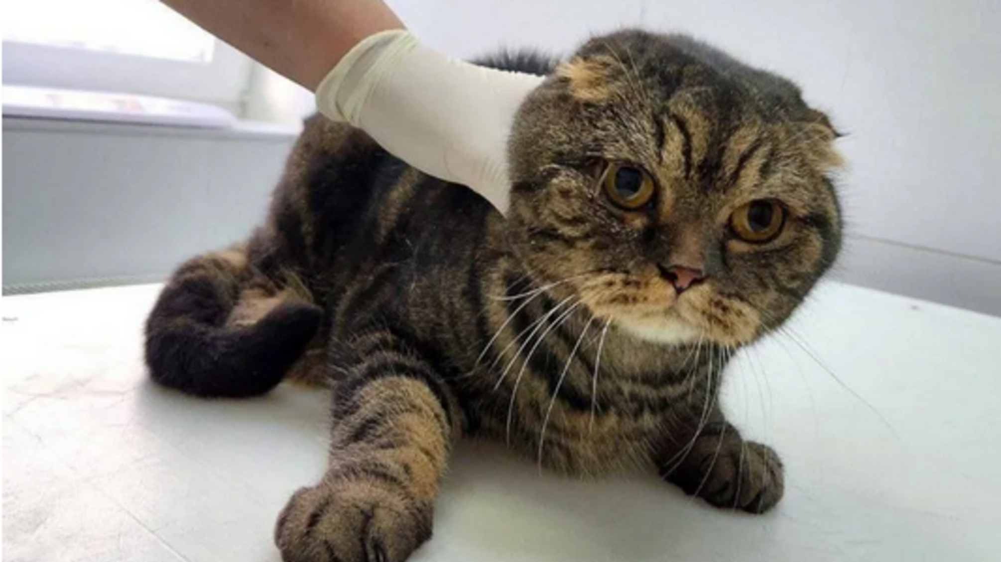 У Києві співробітники ДСНС врятували кота, який 10 годин перебував під завалами