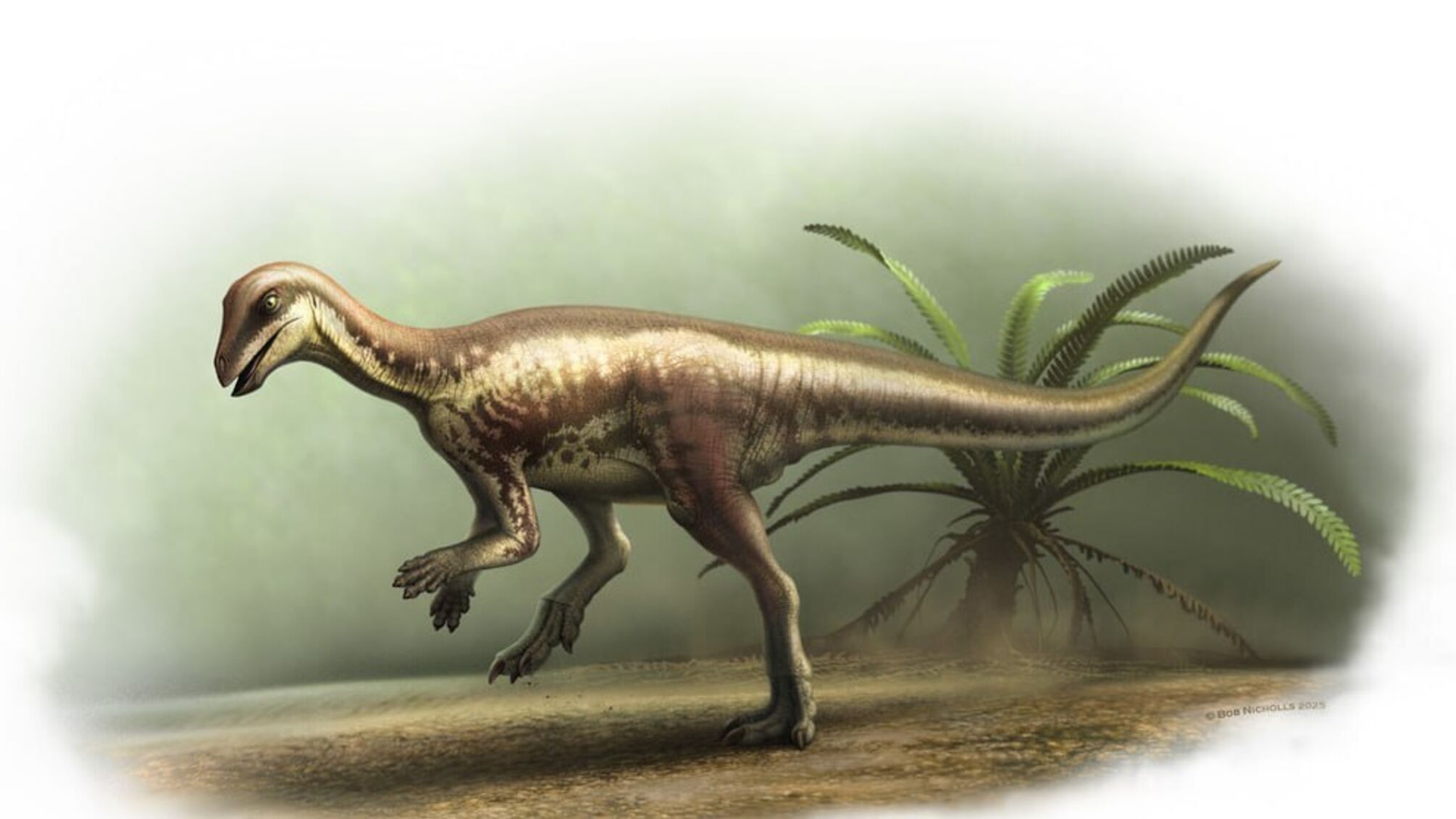 Ученые обнаружили новый вид динозавров, который был размером с лабрадора-ретривера