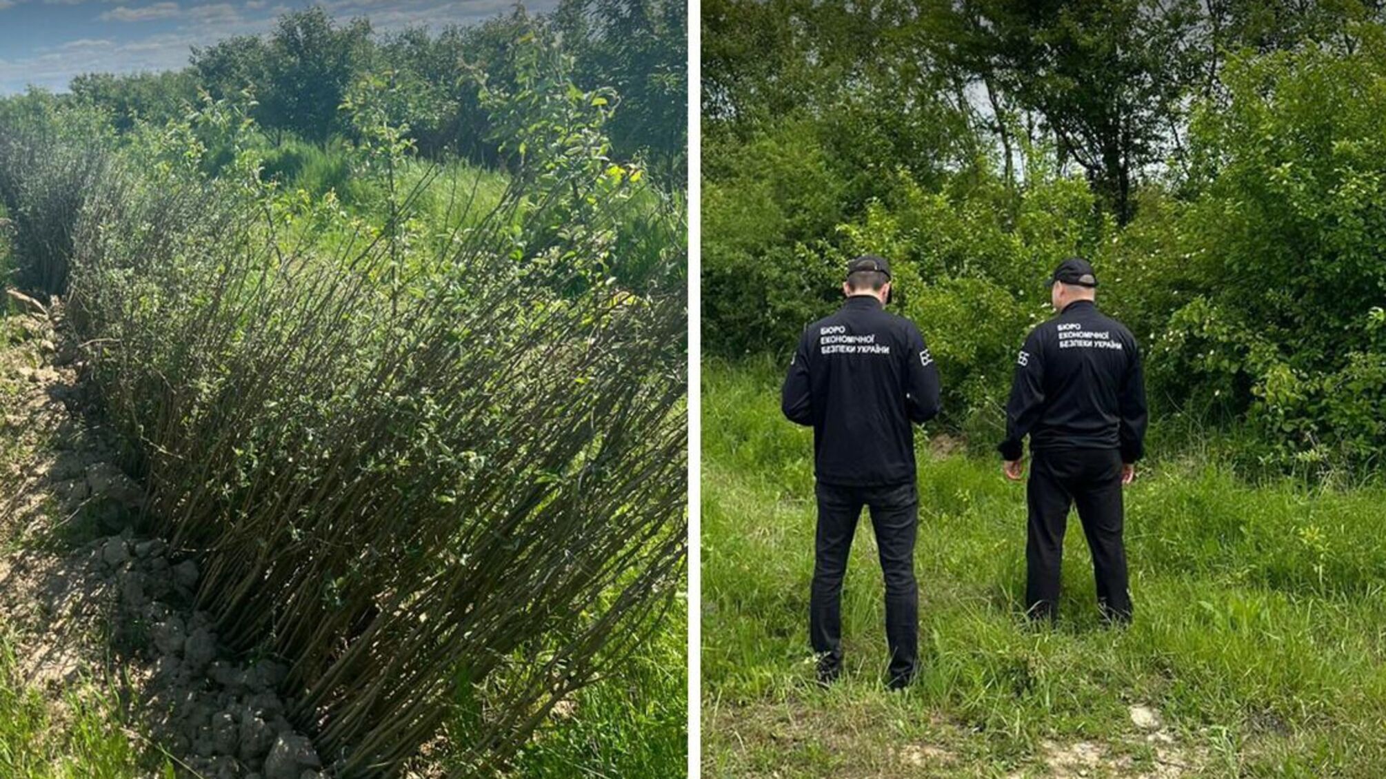 Мошенники 'обманули' государство на 80 млн грн