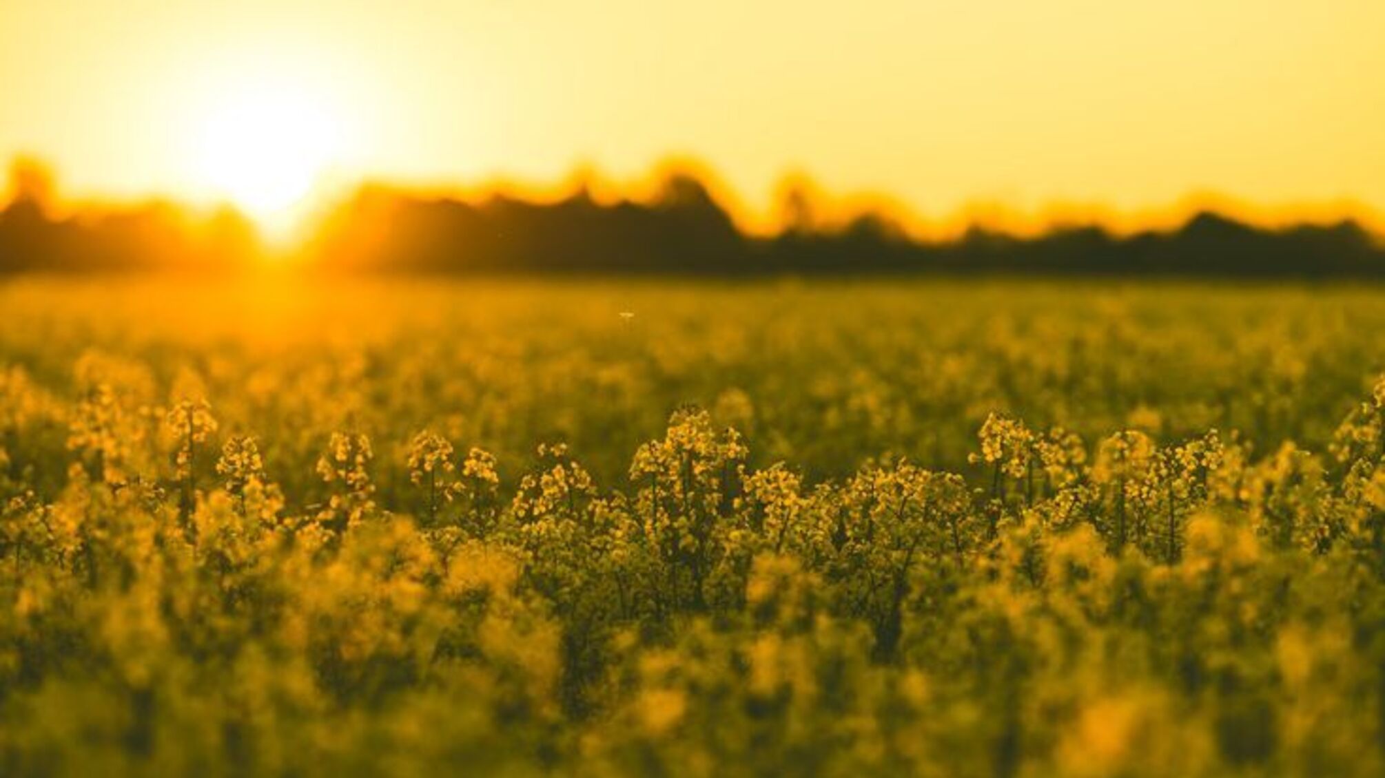 День янгола 9 червня, хто святкує