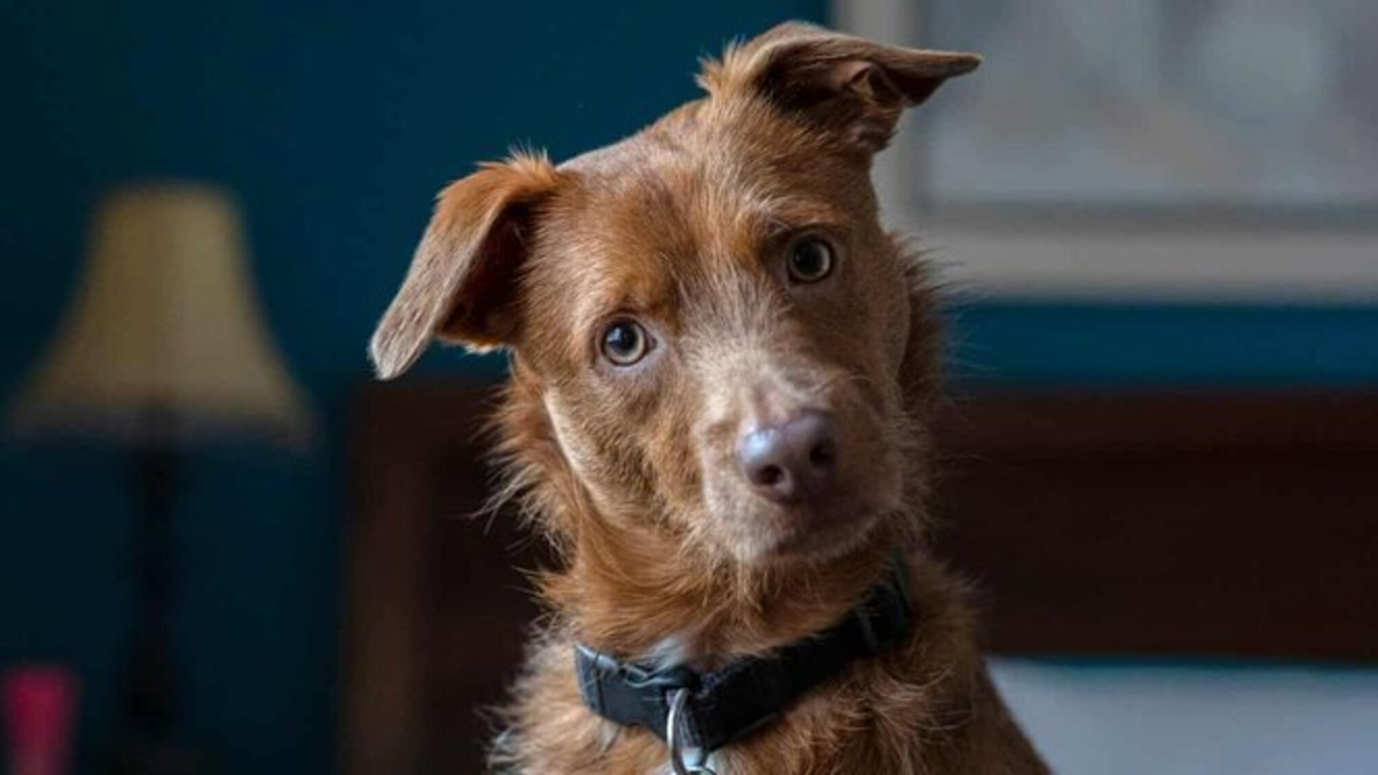 Как понять, что думает собака: в Великобритании запускают проект о ИИ и сознании животных