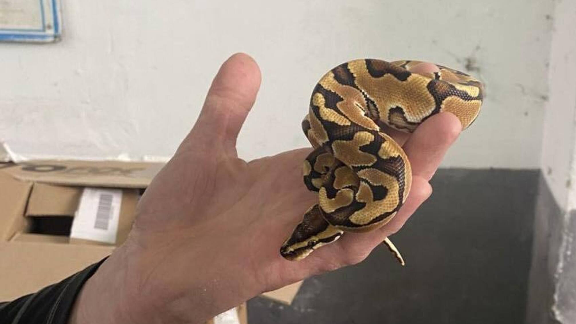 Украинец пытался перевезти питона через границу