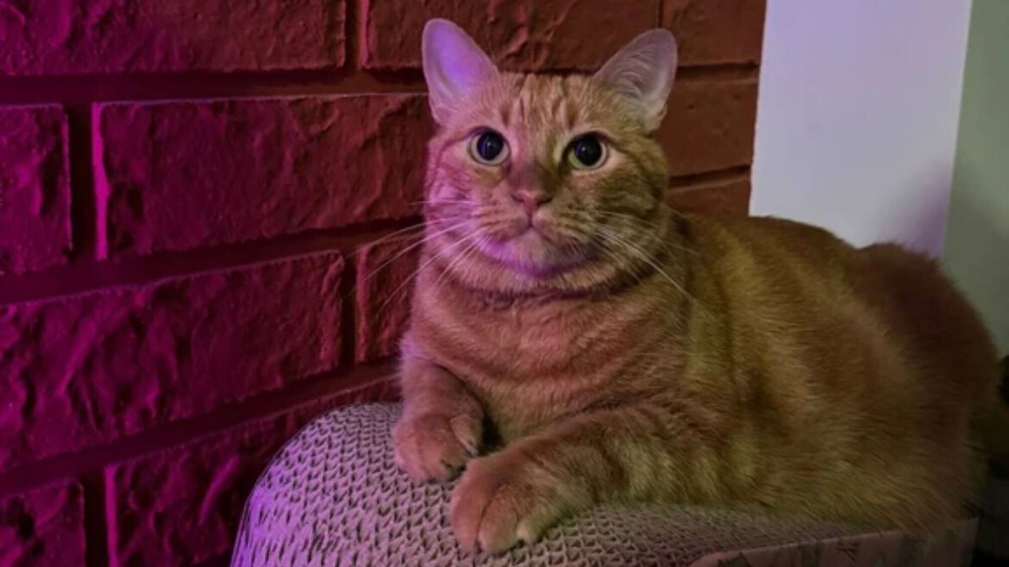 Кошка из Одессы выучила маршрут к укрытию и ведет туда хозяев