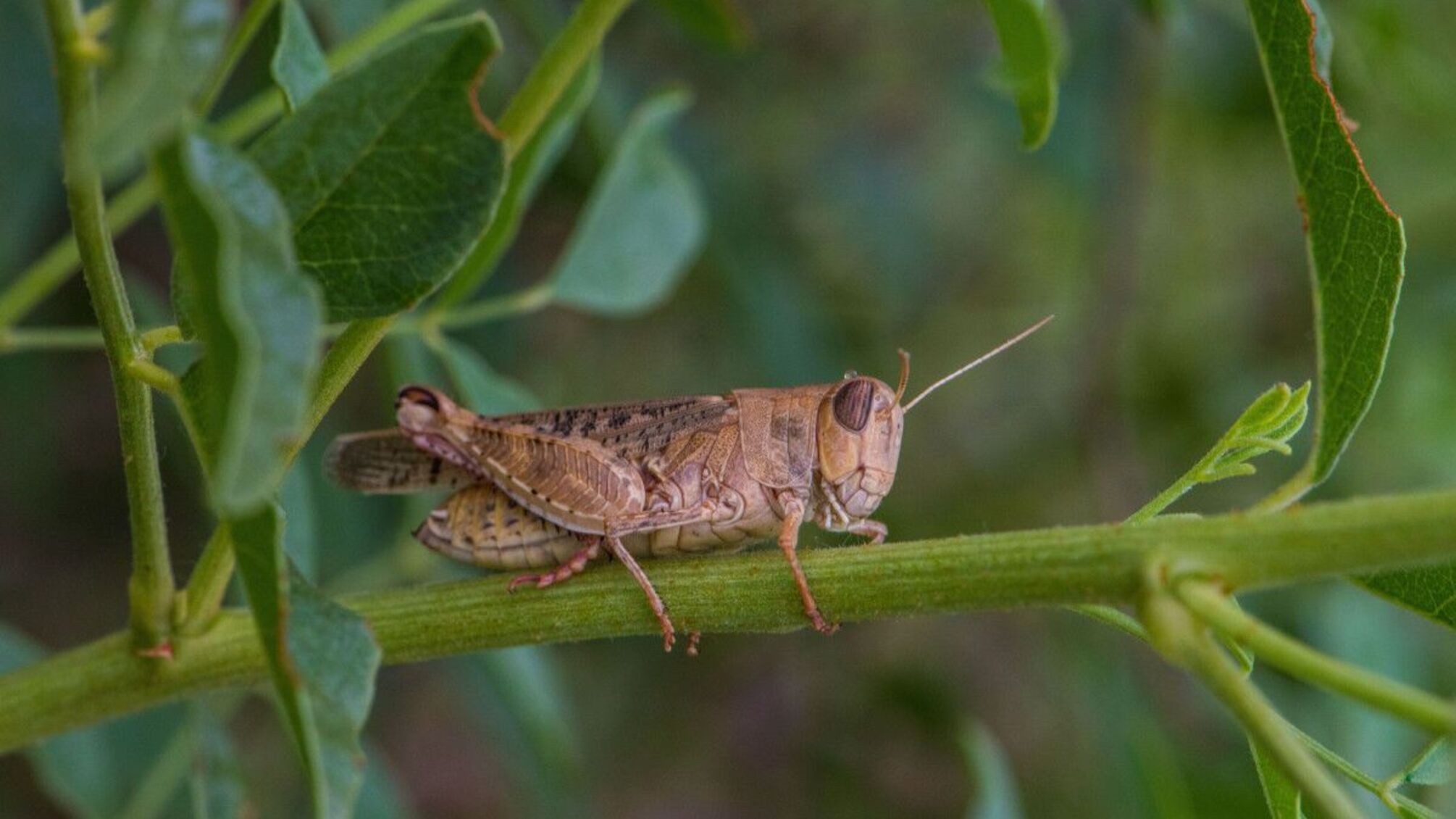 Як клімат, війна та занедбані землі створили ідеальні умови для нашестя сарани.