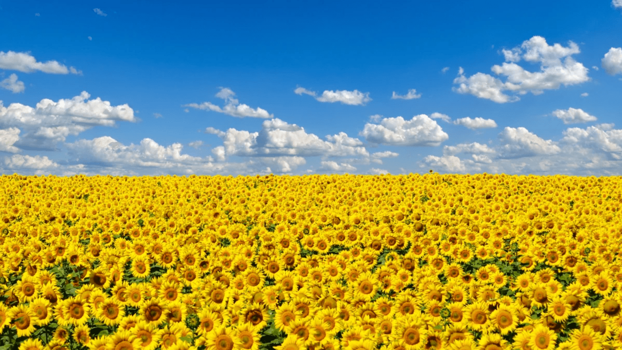 літо, погода, сонце