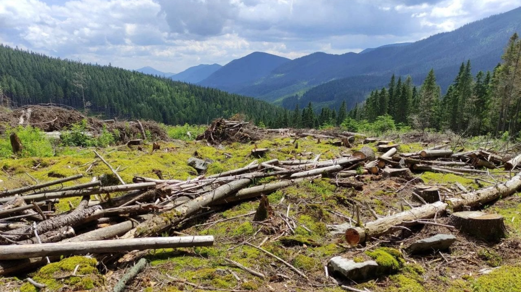 Понад гектар лісу вирубали й підпалили: справою зайнялися поліція та екологи