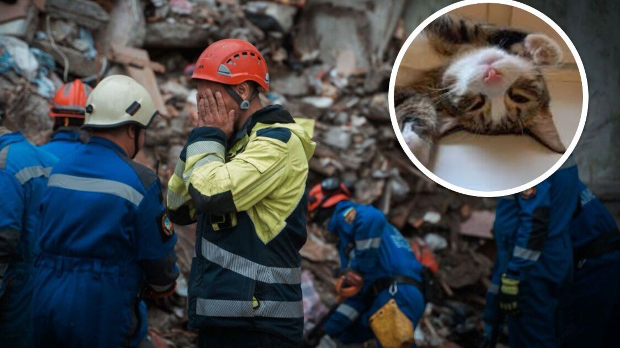 Кошки из-под завалов: десяток животных спасли в Святошинском районе после обстрела