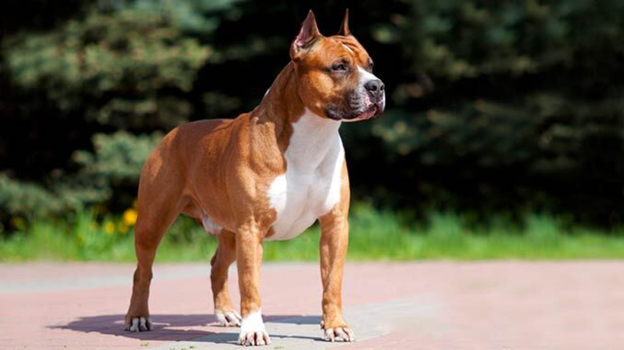 На Киевщине собака бойцовской породы атаковала 9-летнего мальчика