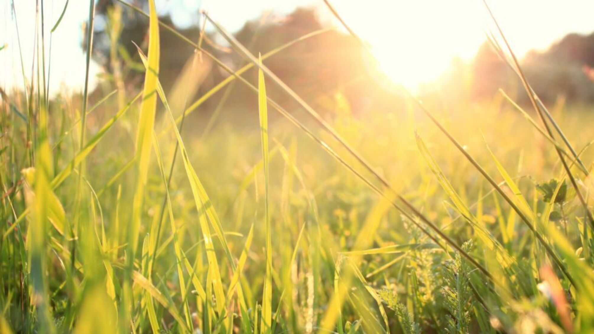 20 серпня в Україні стане тепліше: температура підвищиться по всій країні