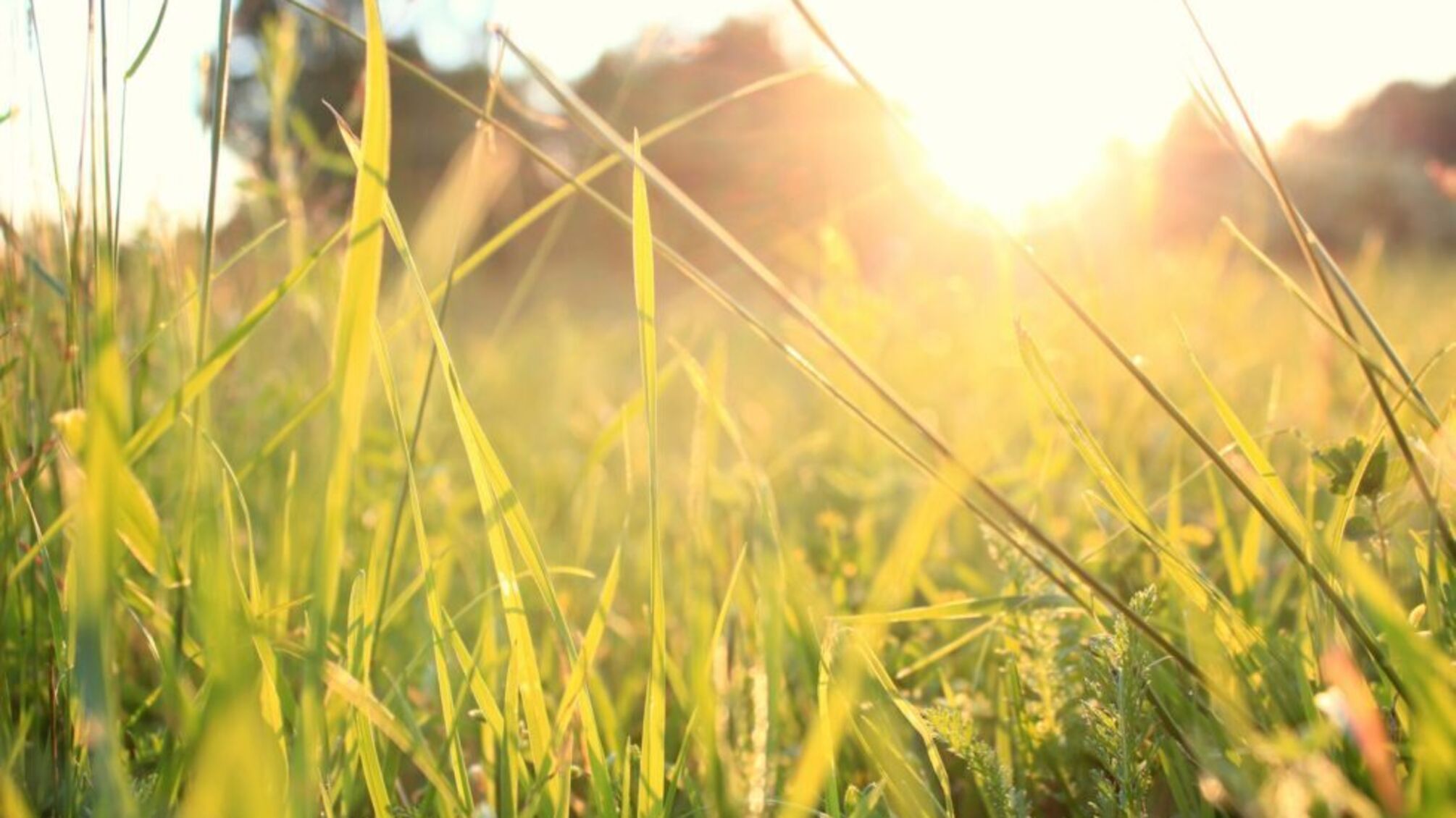 Погода на 12 августа: где ждать дождей и как избежать жары до +29