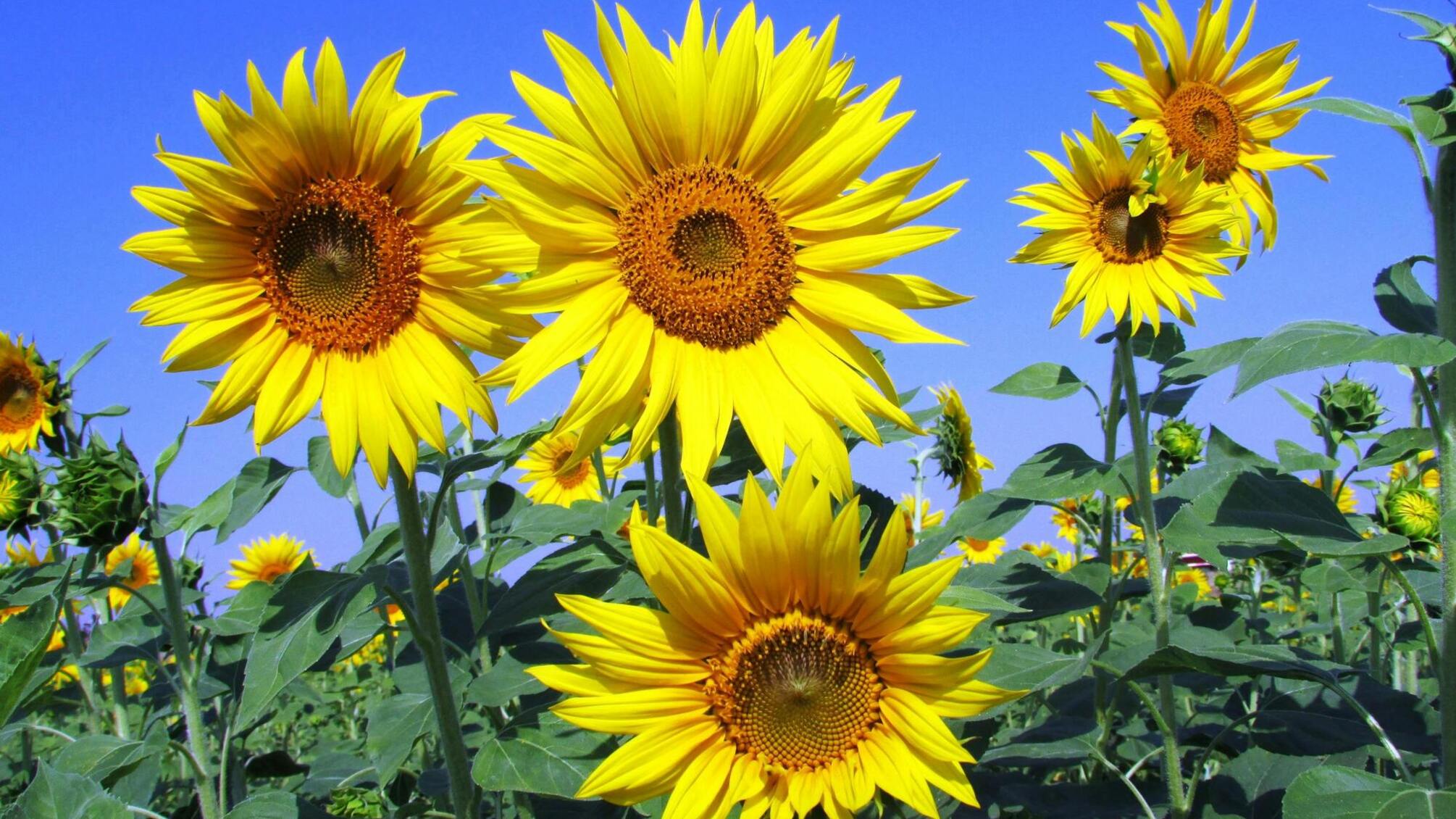 Чим особливе 12 серпня